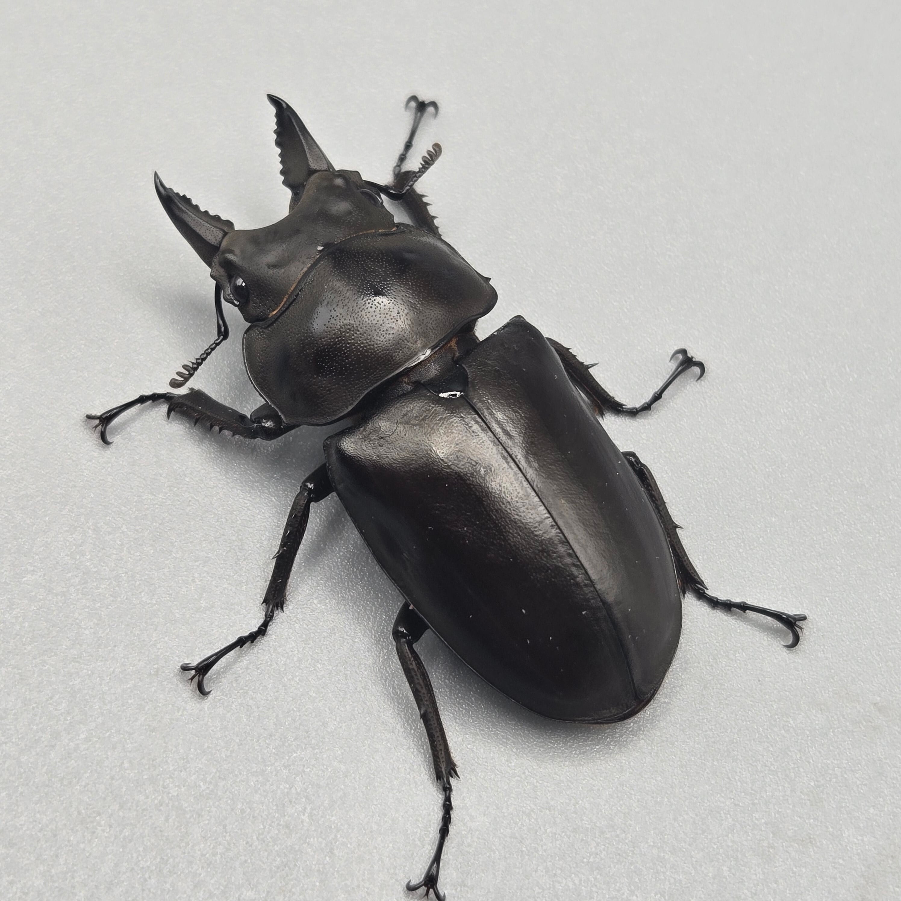 フルストルファーオウゴンオニクワガタ ♂単 | 昆虫専門店【鍬鉄】