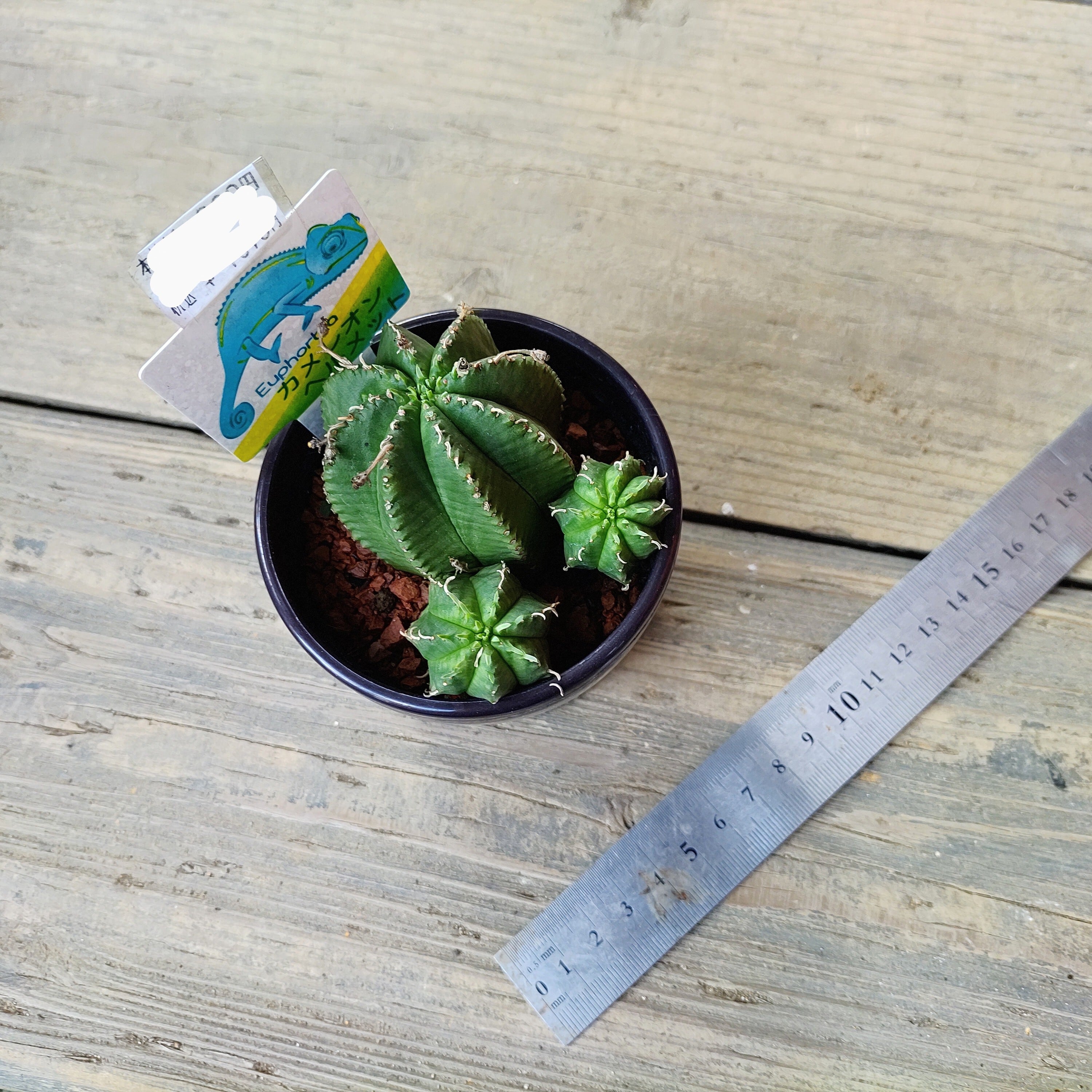 T)カメレオンヘルメット | RuPo 多肉植物専門店