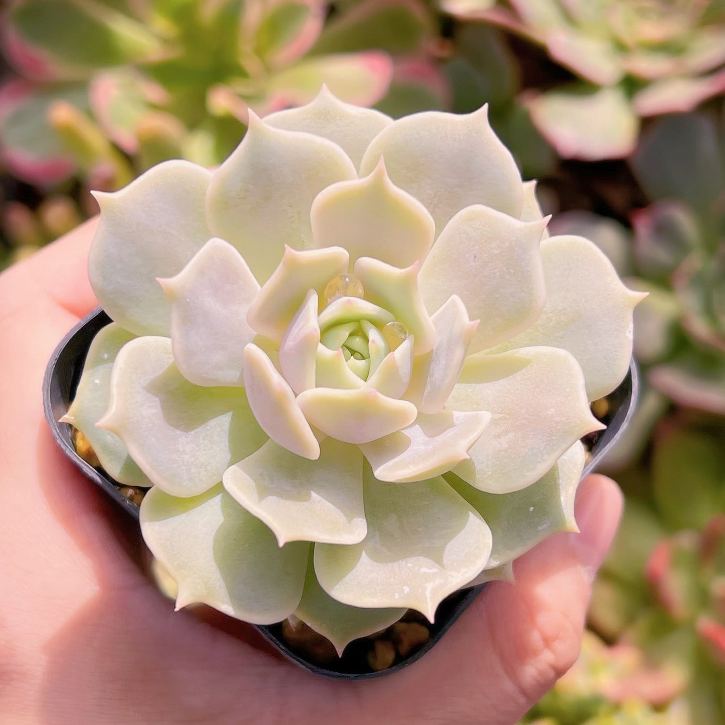 現物　ローラ#644古株   るる農園