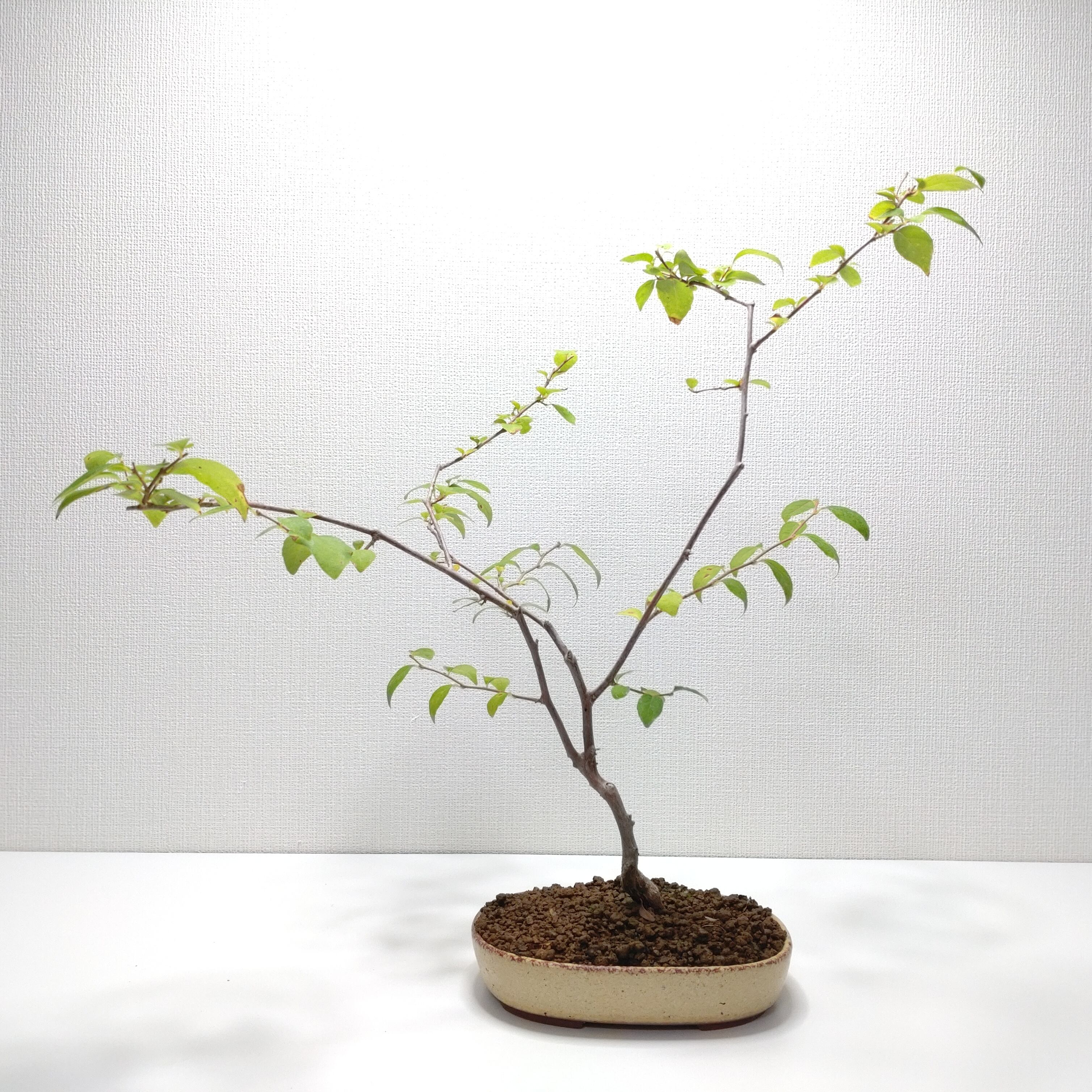 黒山毛欅（クロブナ）盆栽 S003 【公式通販】