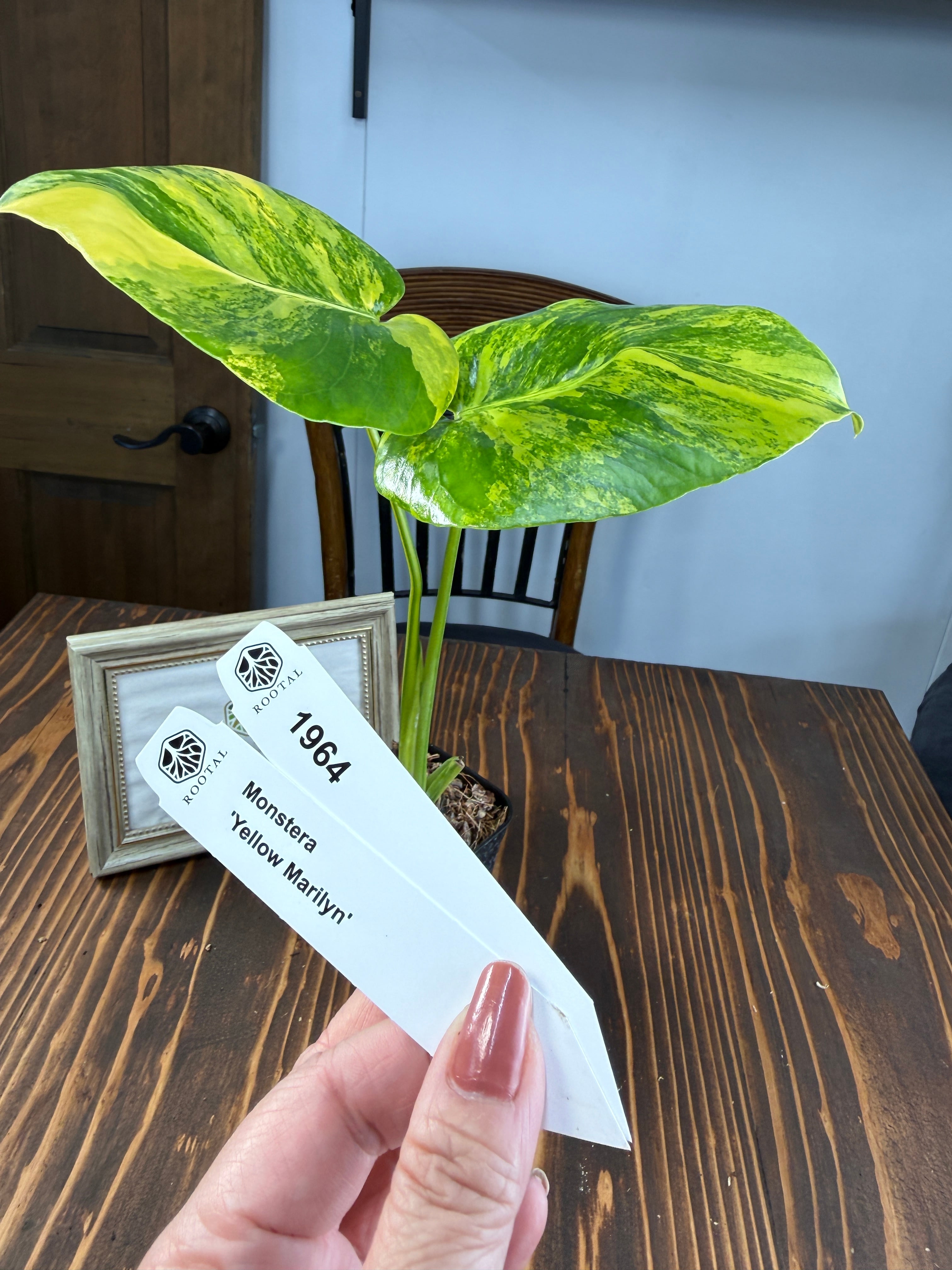 ★1964【輝かしい斑・美株】モンステラ デリシオーサイエローマリリン (2.5号ロング硬質ポット