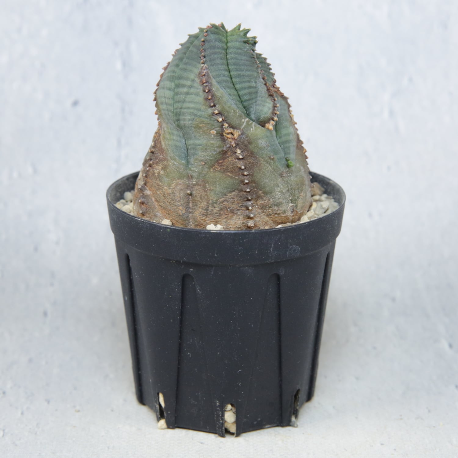 木質化 捻じれ マイクロ オベサ / 木質化 ユーフォルビア | LIGHTHOUSE