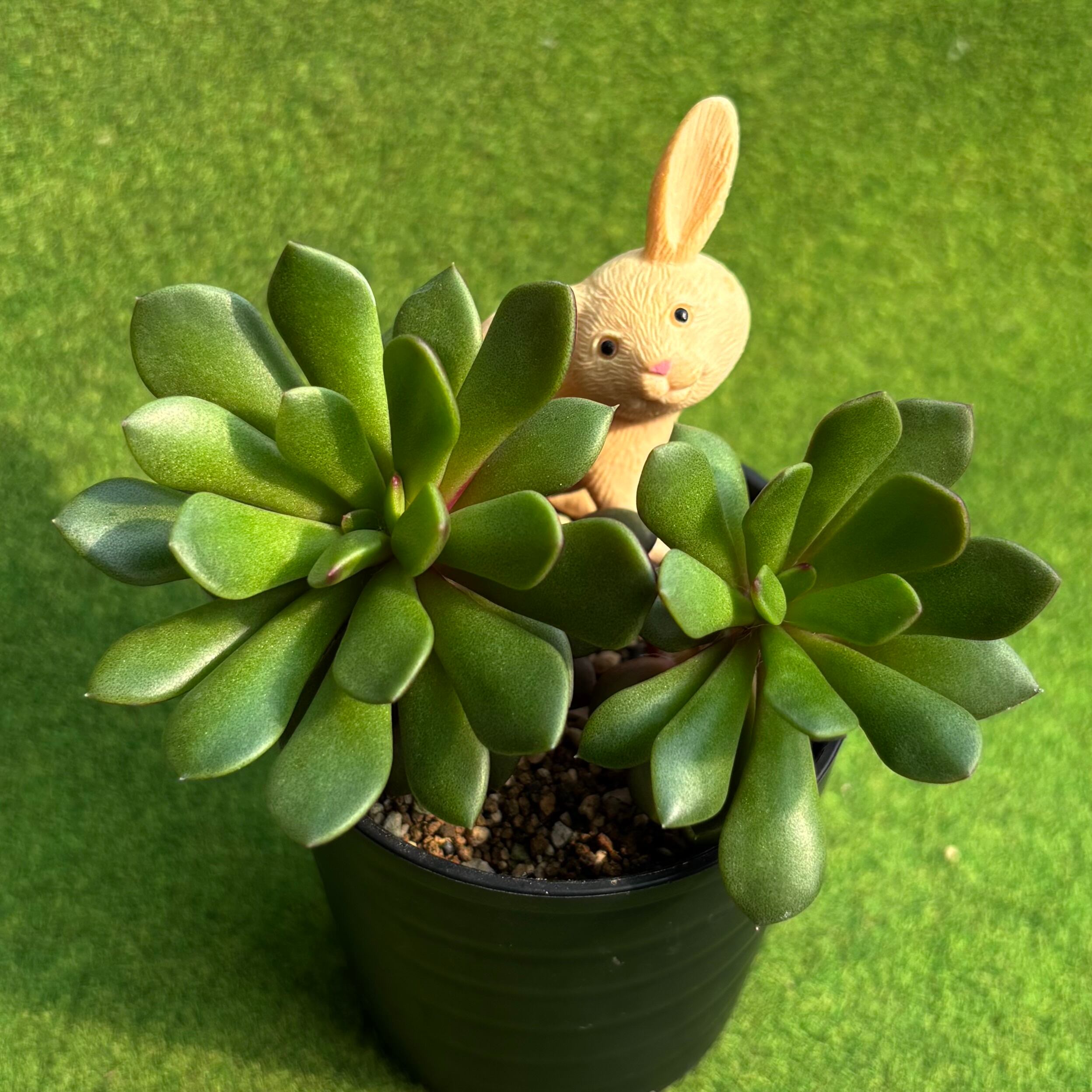 オパリナ ホワイト錦 | 多肉植物 豆彦商店