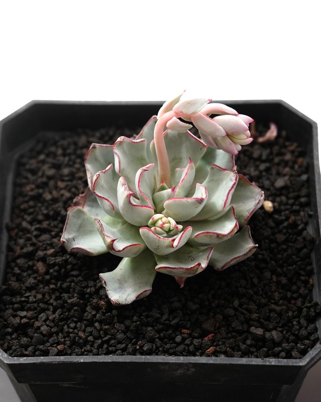 発根済カット苗 ストリクティフローラ ノバ Echeveria strictiflora Nova
