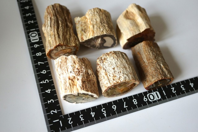 珪化木 ペトリファイドウッド Petrified Wood 1205~1210