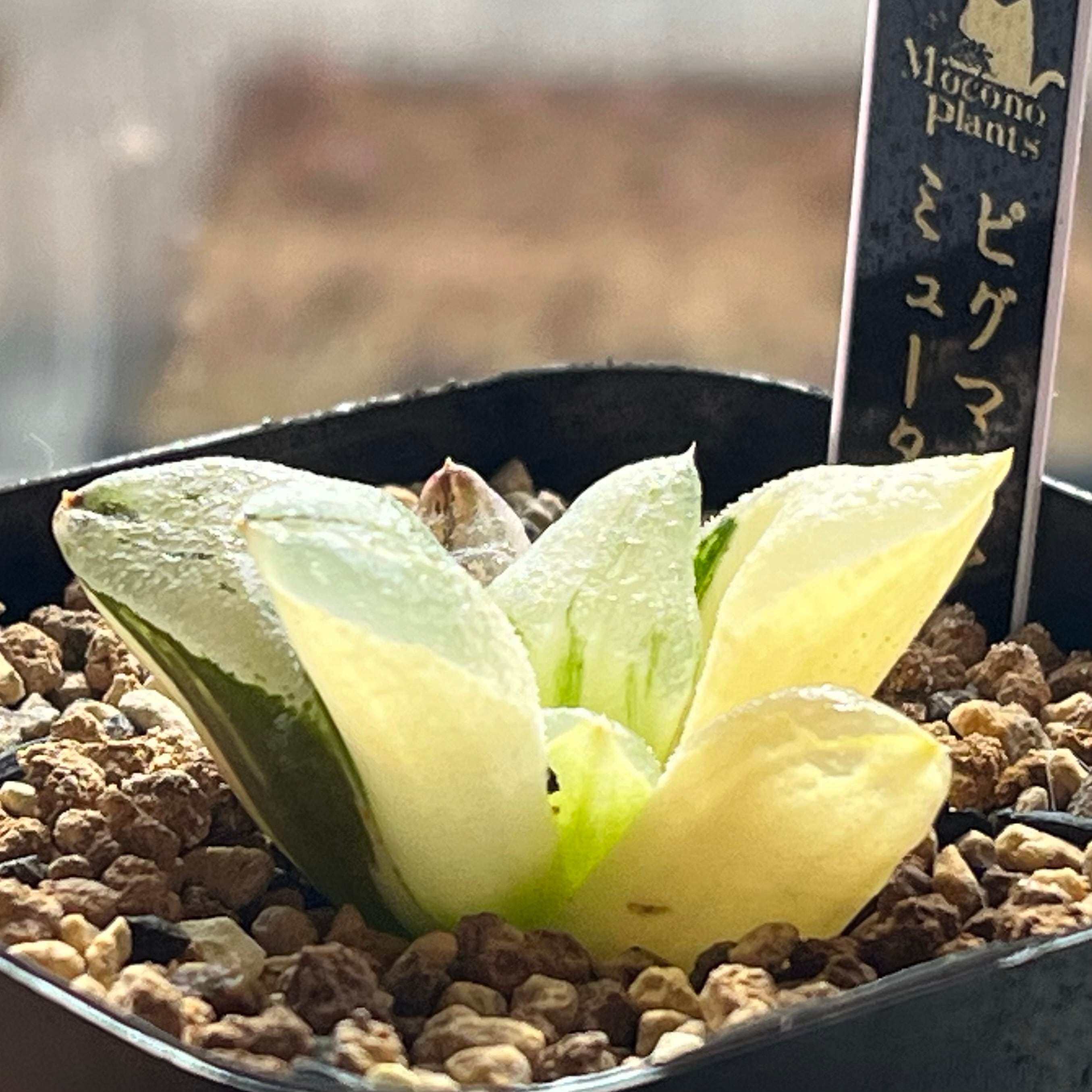 ハオルチア ピグマエアミュータント錦 | mocono_plants