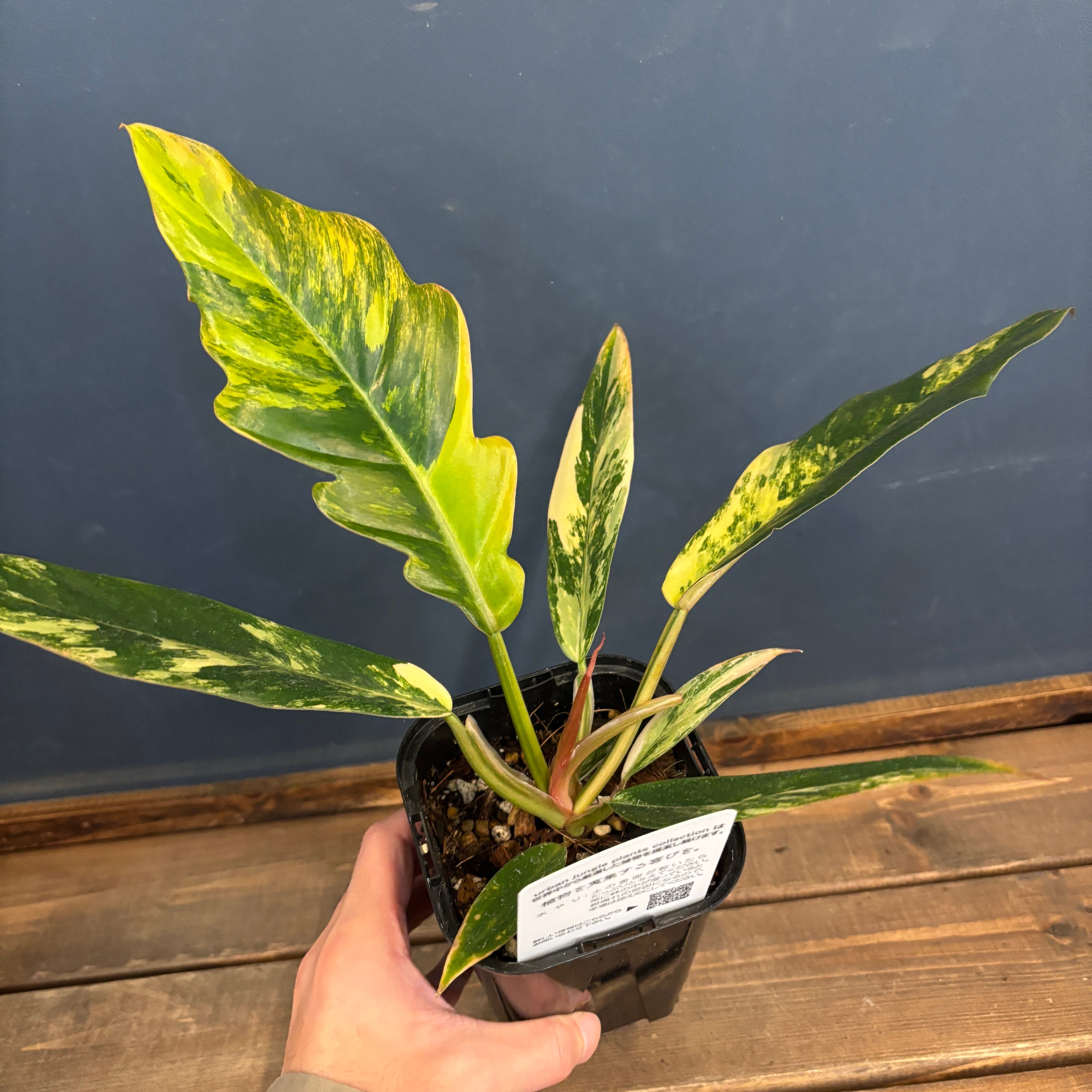 フィロデンドロン　キャラメルマーブル フィロデンドロン・キャラメルマーブル② / Philodendron