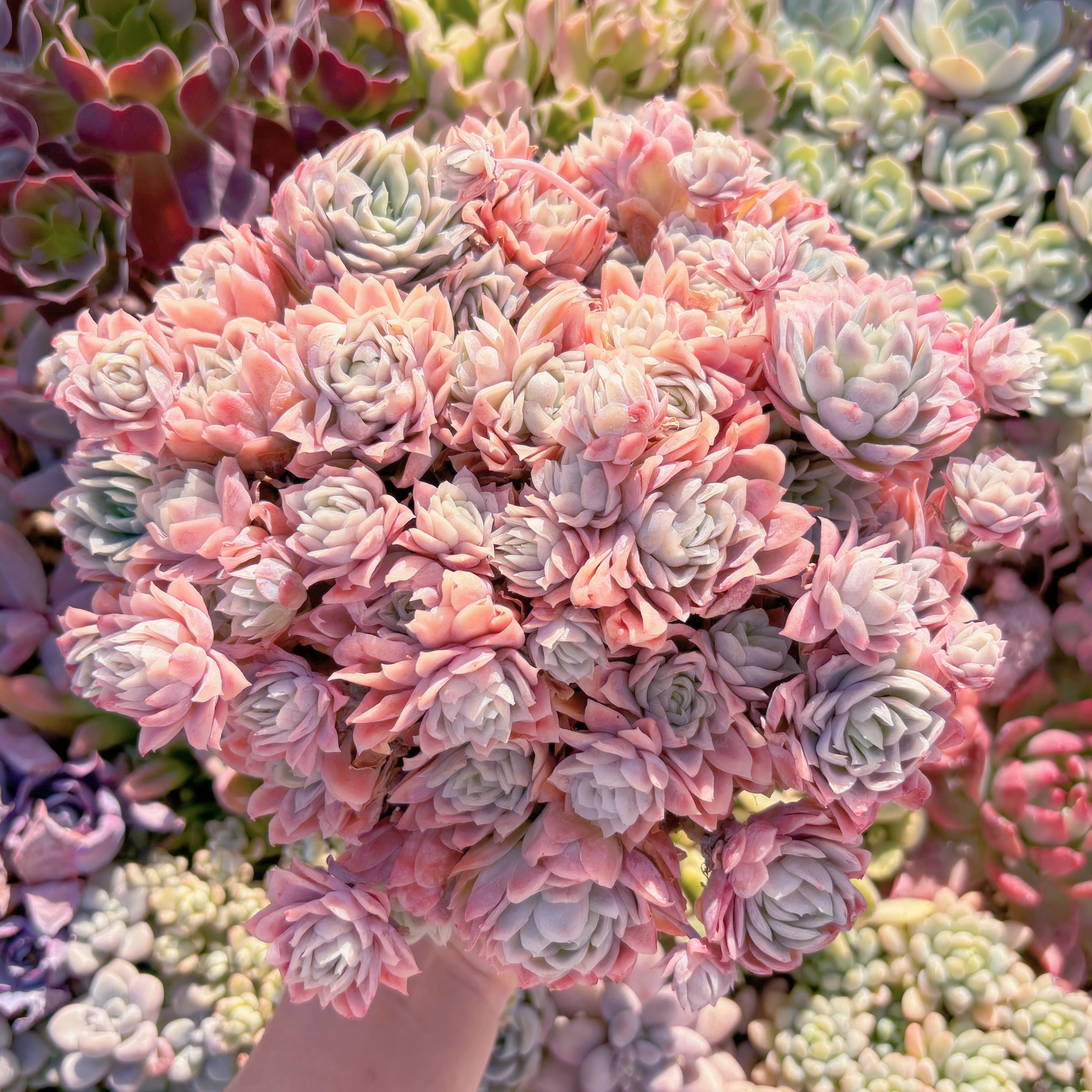 現品　クィーンローズ覆輪錦#630　特特大群生　新入荷