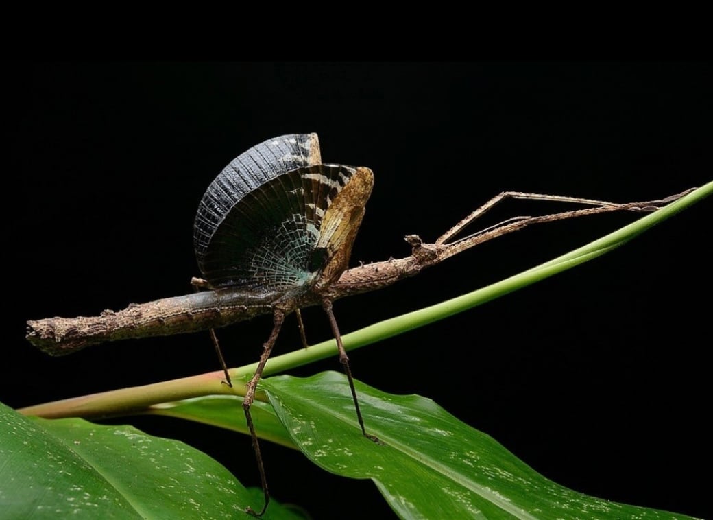 卵10個】ハグロトビナナフシ タランチュラコノハムシカマキリ
