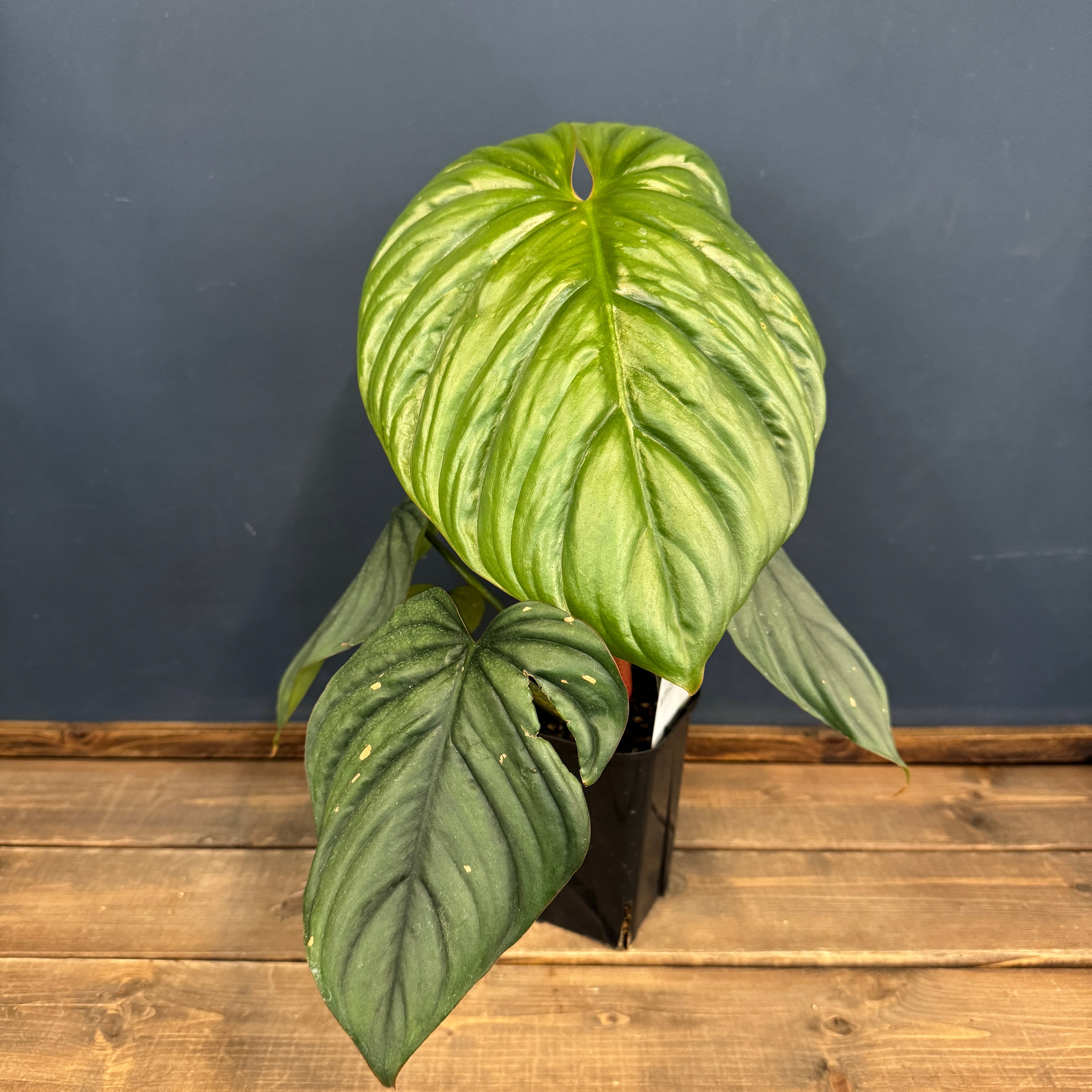 クリアランス】フィロデンドロン sp コロンビア【380】 | PROTOLEAF