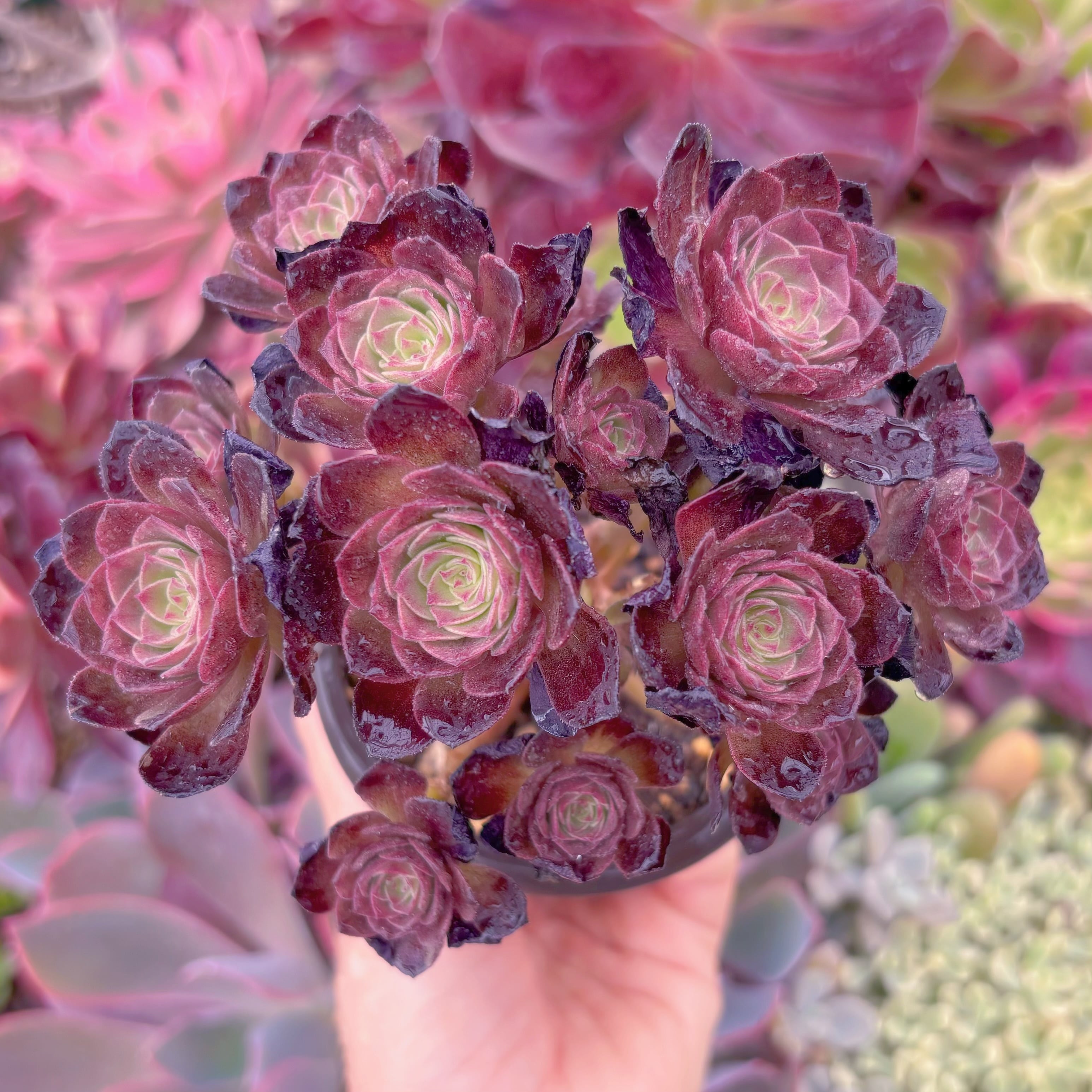 現品　赤焔蓮#B66　群生　るる農園