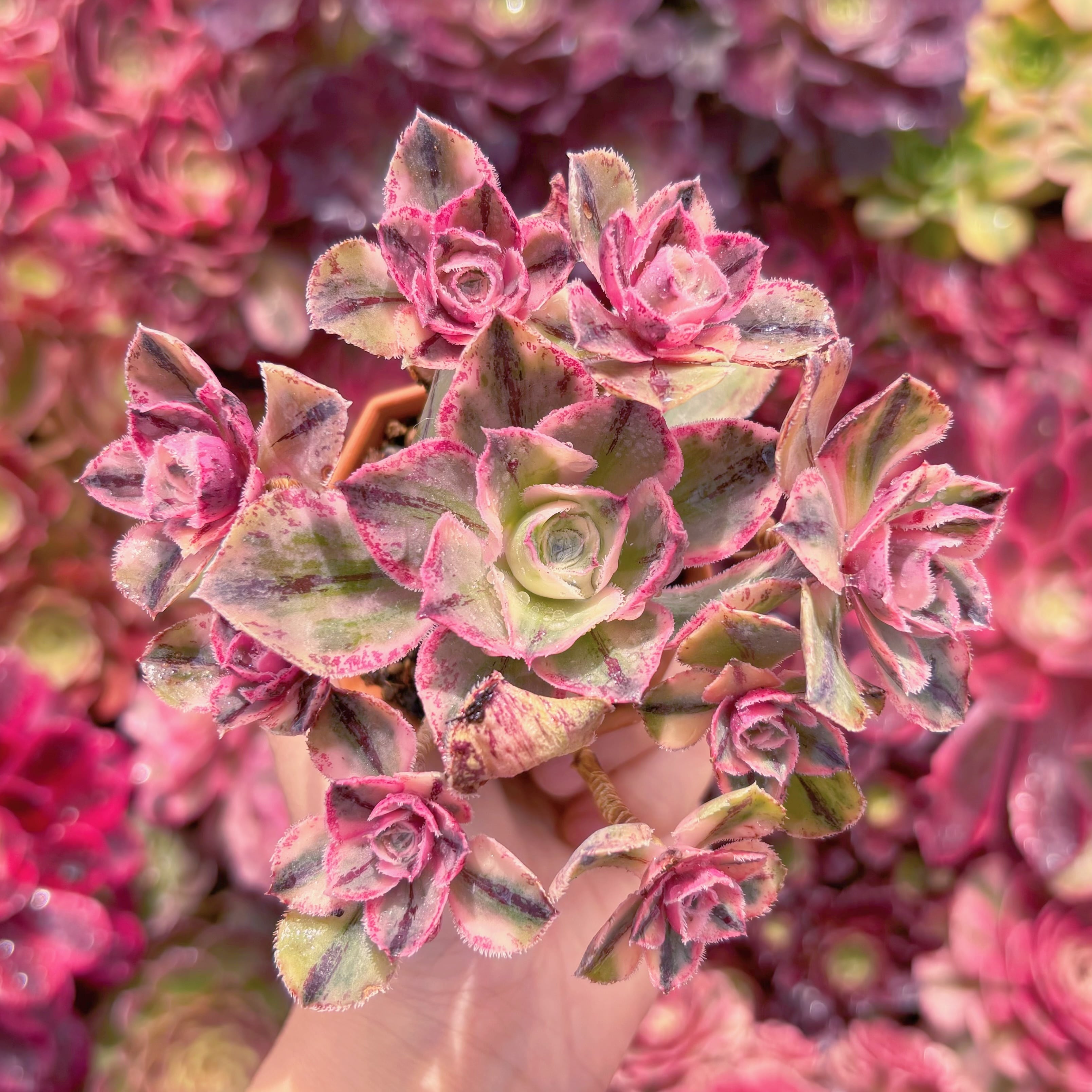 現品　ロスコープ錦#K407　群生　るる農園