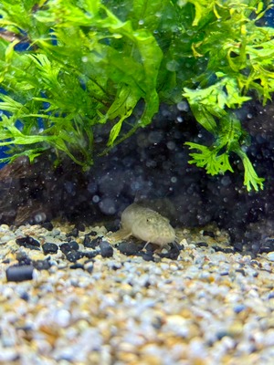 パラコビティス・ポタニーニ