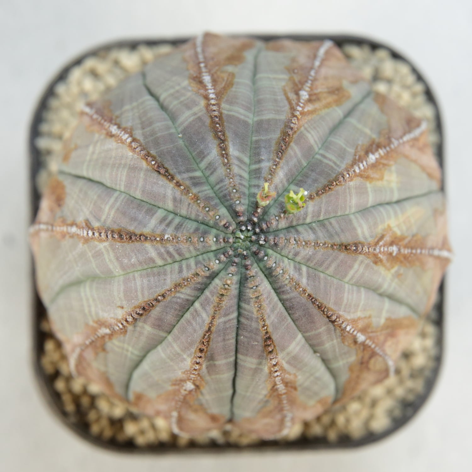 メス株【超厳選株】大株 8.3cm 超美模様 超木質化 ファイヤー