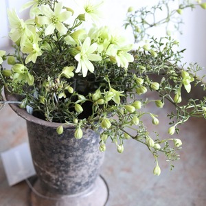 クレマチスペトリエ　ライムグリーンのお花　宿根草　常緑