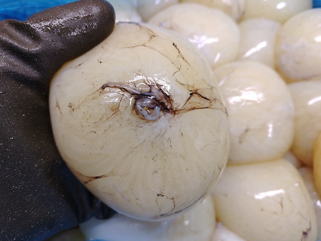 【入手困難珍味】たこまんま/ヤナギダコ卵/サイズバラ/1kg【生冷凍】