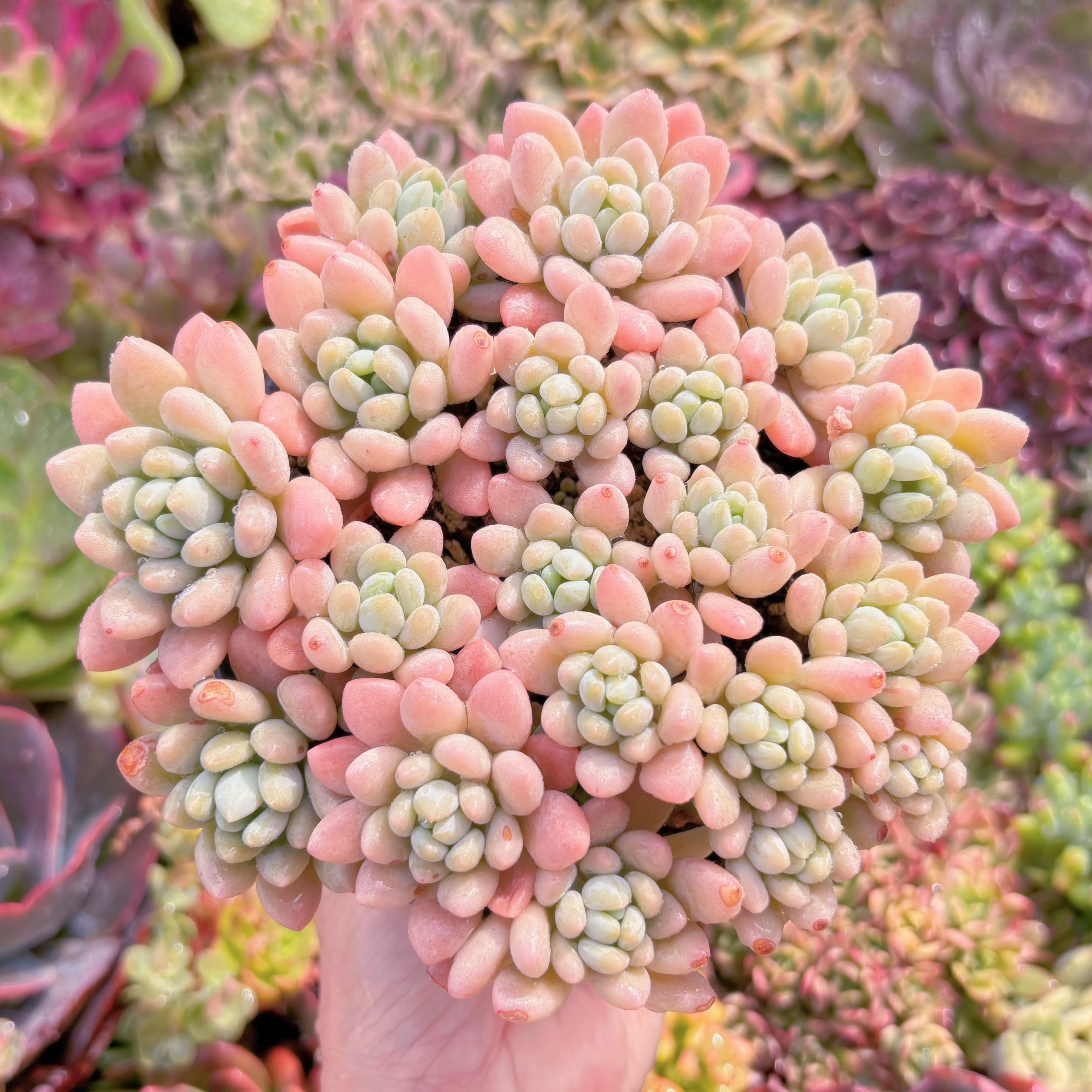 現品　キャビア#M091　大群生　るる農園