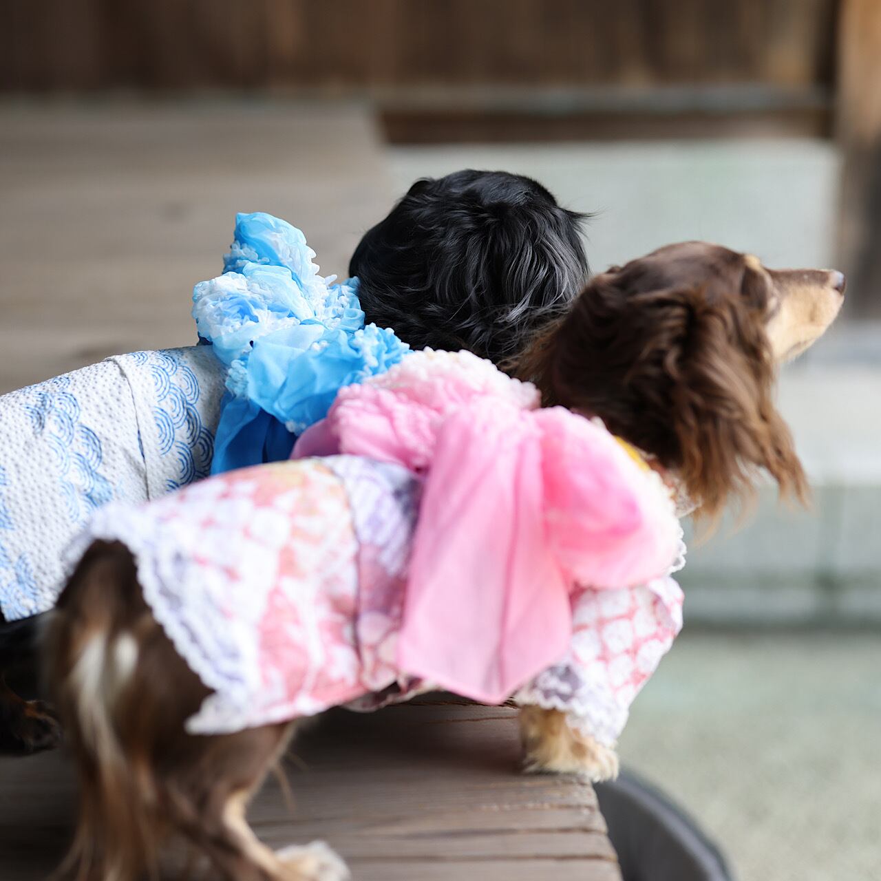 数量限定！有松絞り 本格犬浴衣 小型犬 S 数量限定！有松絞り 本格犬