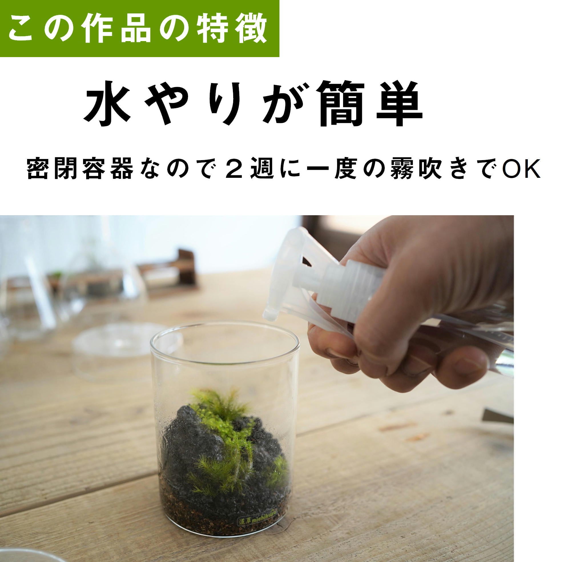 景色を楽しむ苔テラリウム】苔景シリンダーMsize ◇はじめての苔