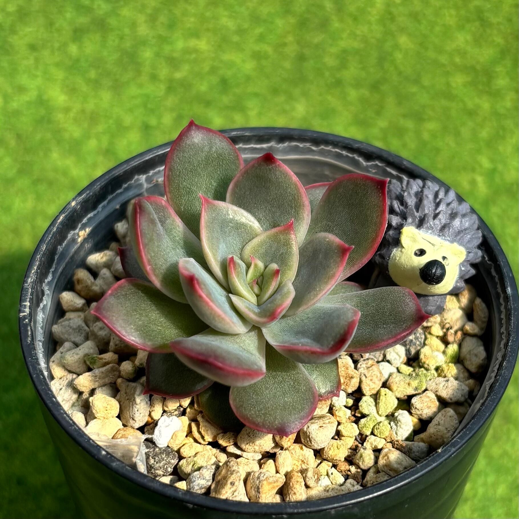ルビーティント 綴化 | 多肉植物 豆彦商店
