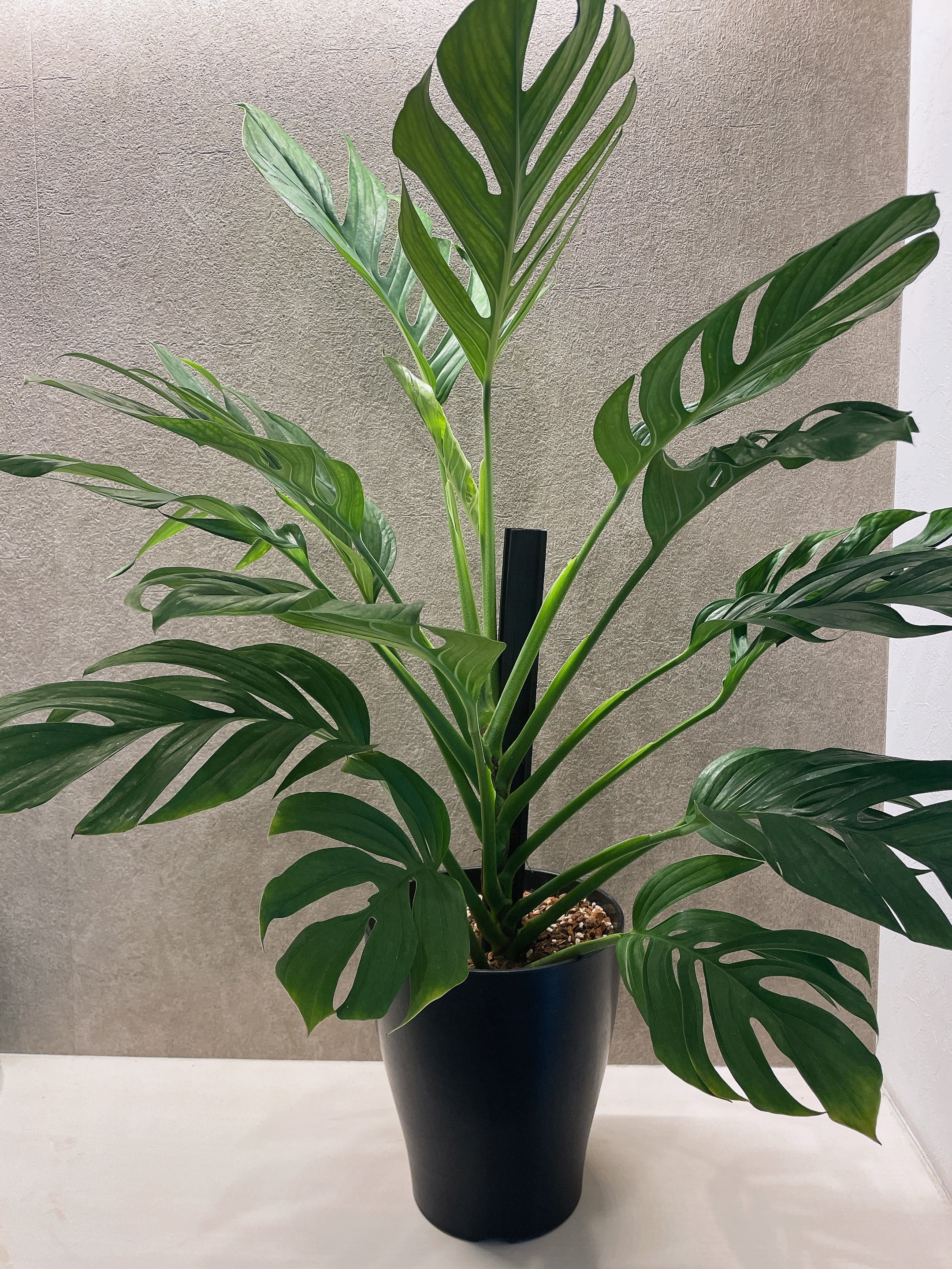 モンステラ ジェイドシャトルウィング 8号 | a plants 