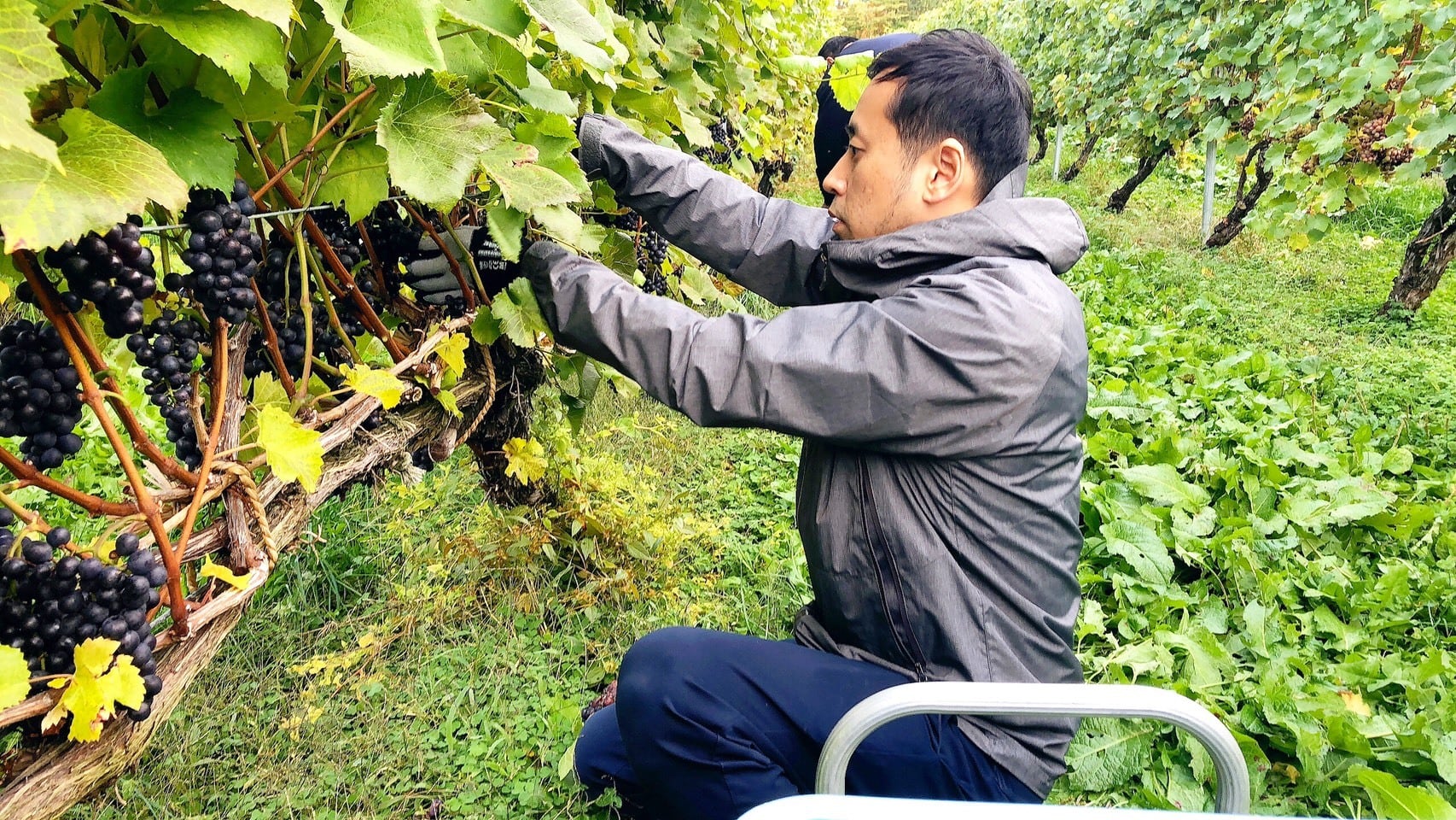 北ワイン ピノノワール 2024 | chitose winery