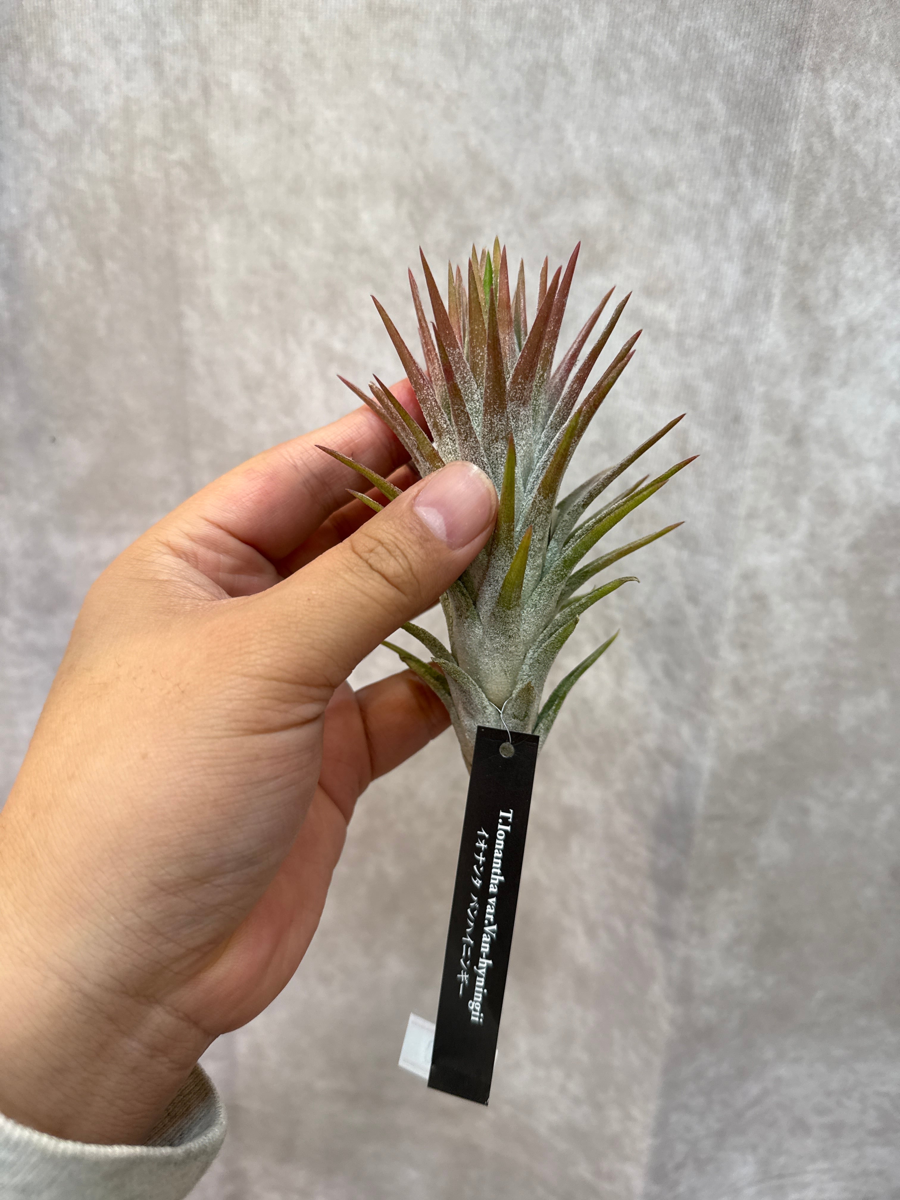 Tsht様同梱専用T. ionantha var. vanhyningii Mi Tillandsia ionantha v. vanhyningii 'New Type Variegation