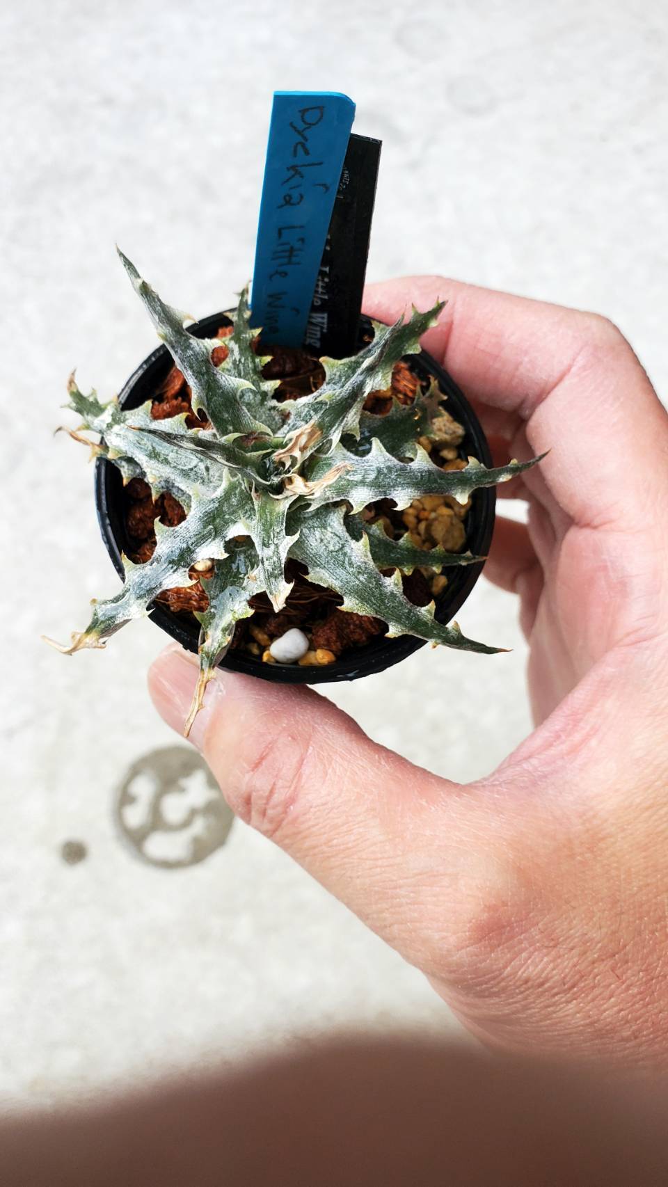 Dyckia Little Wing〈OttoBromeliad〉【artPLANTs】ディッキア
