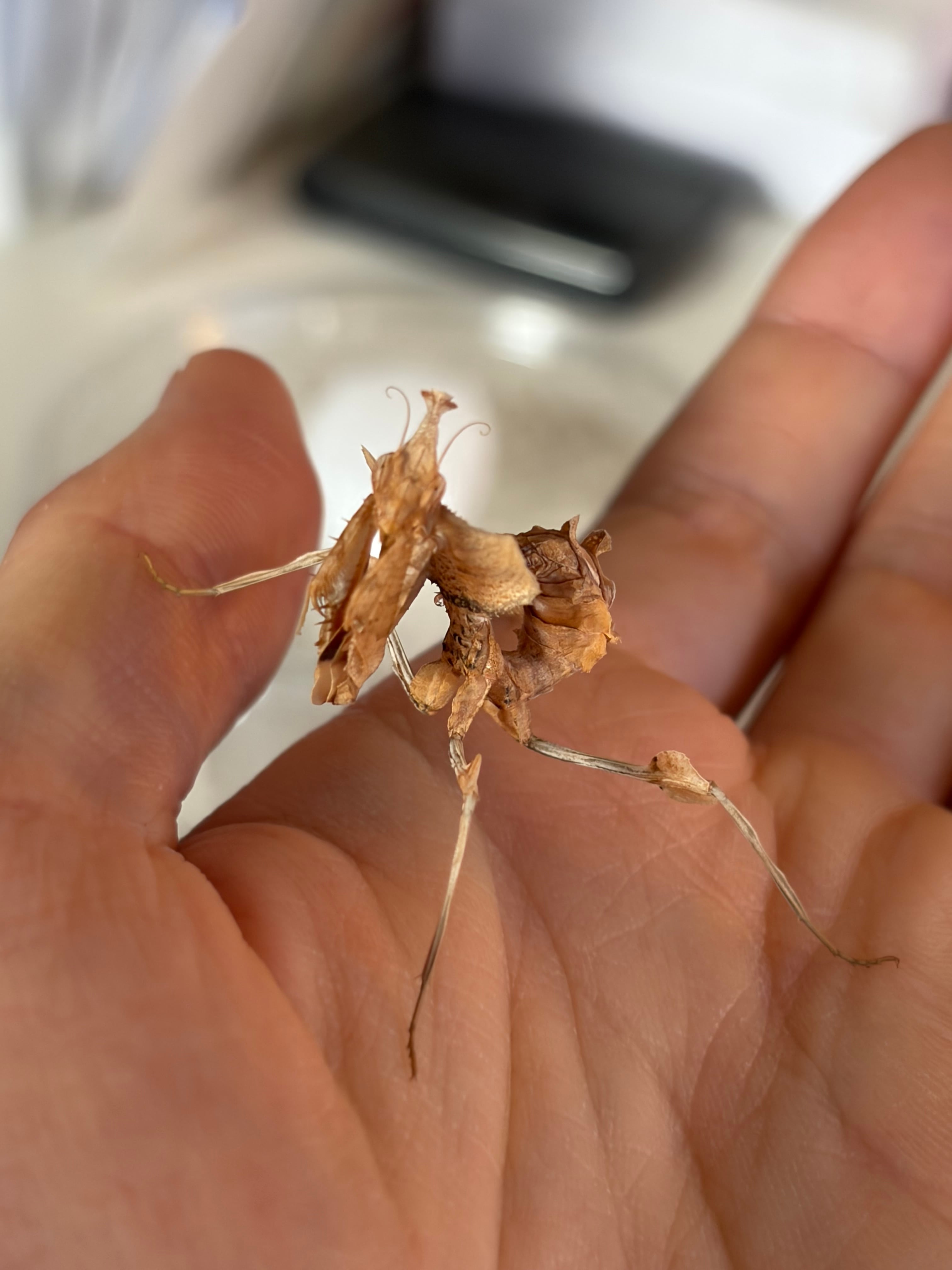 カマキリ | オモニキチュウ