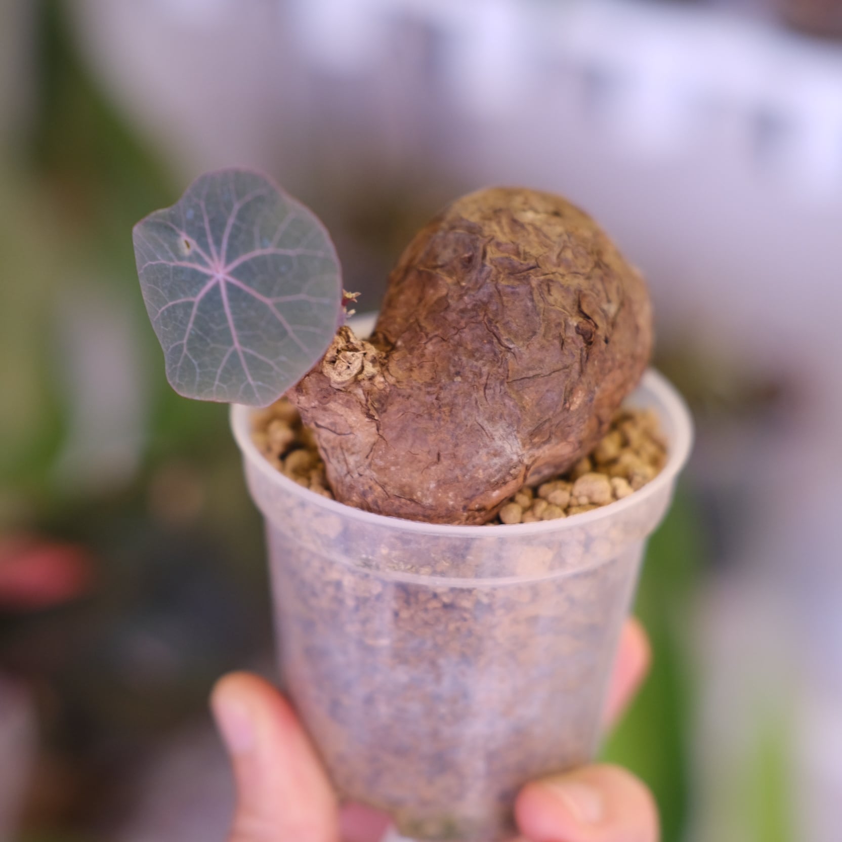 ステファニア / Stefania | tokyoplants / 観葉植物専門店