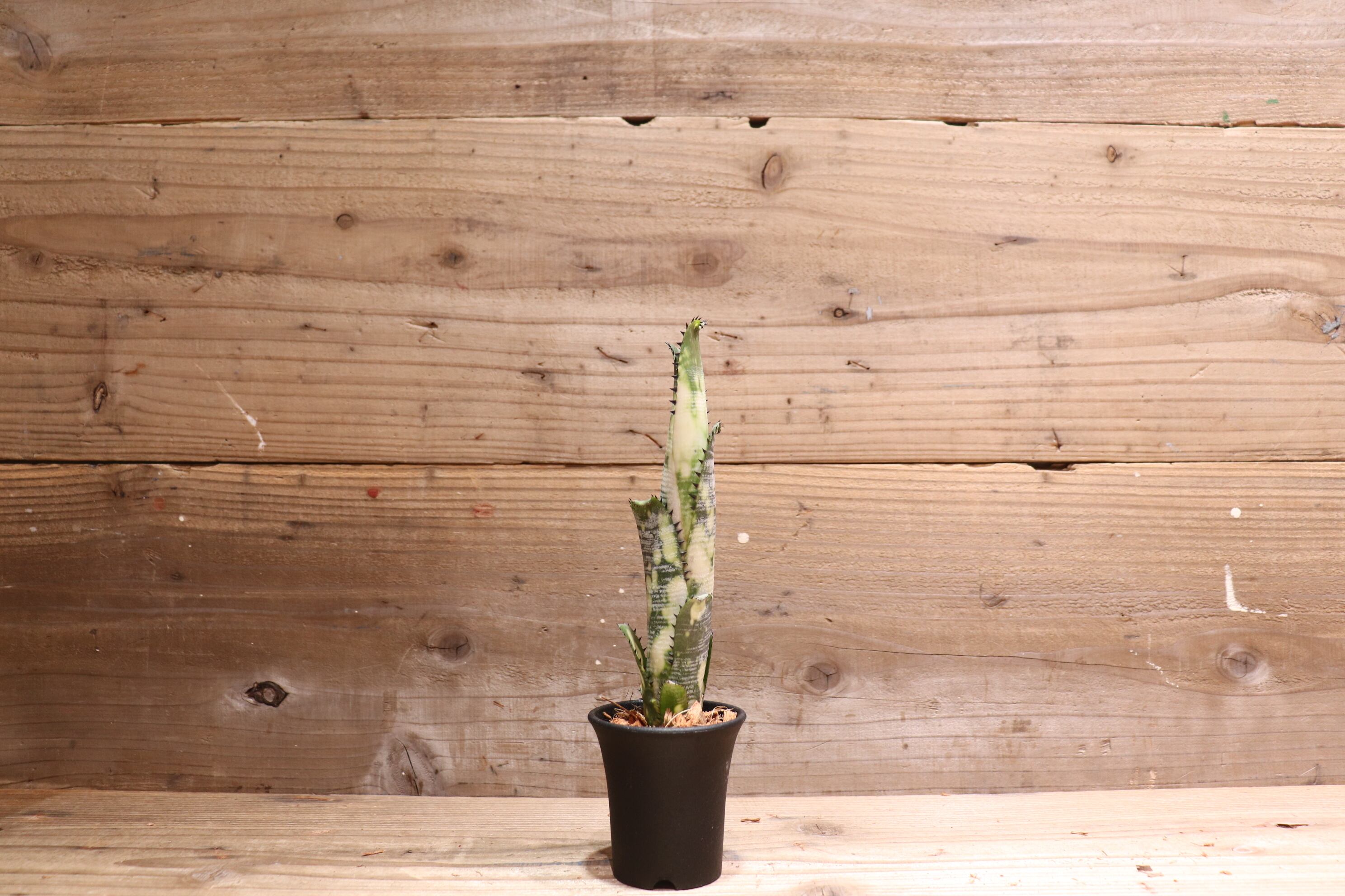 リボンBillbergia Domingos Martins 差額分値引き Yahoo!オークション - Billbergia Domingos Martins × buchholtzii ビ