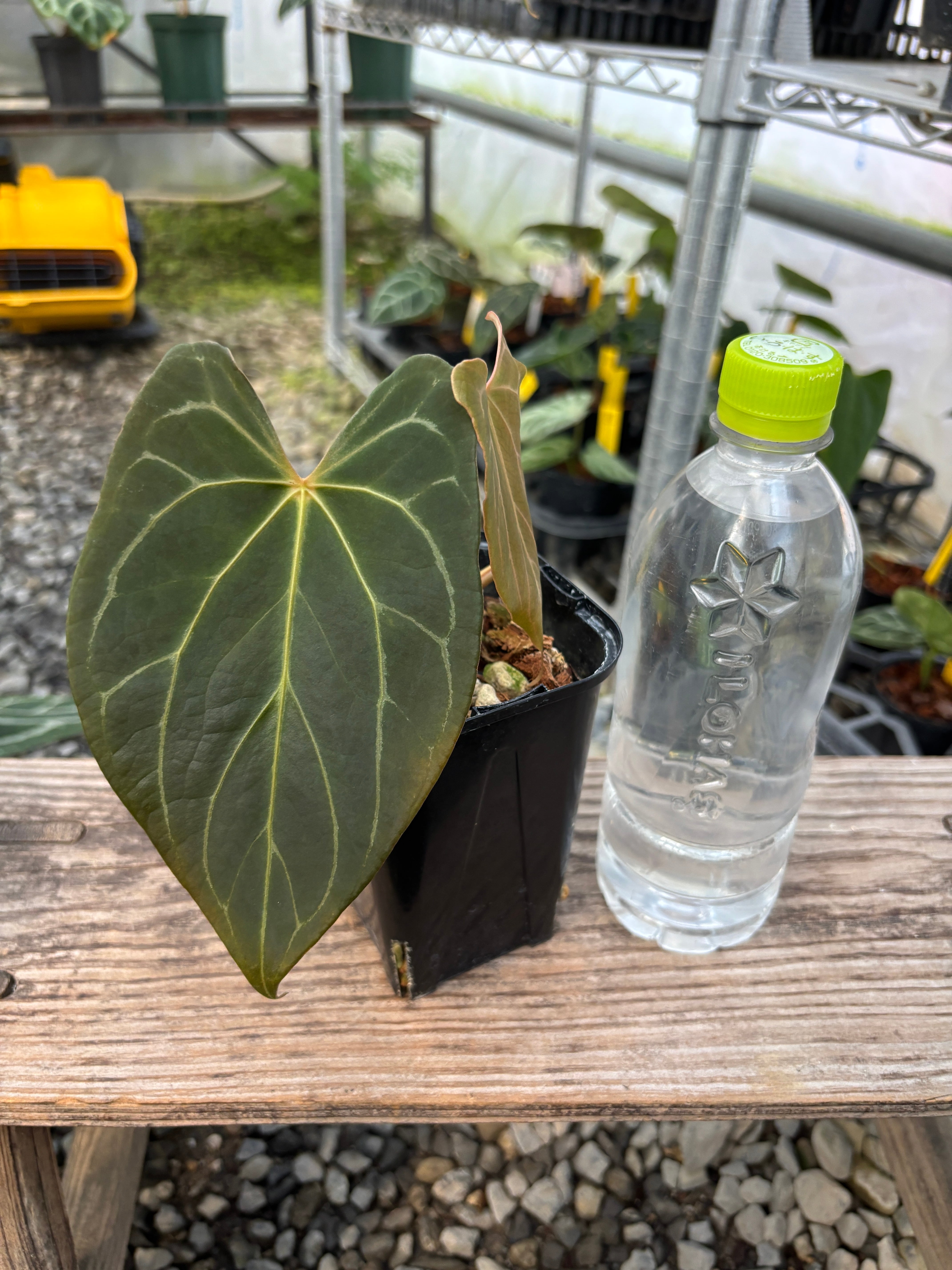 Anthurium | BALI-AN 園芸