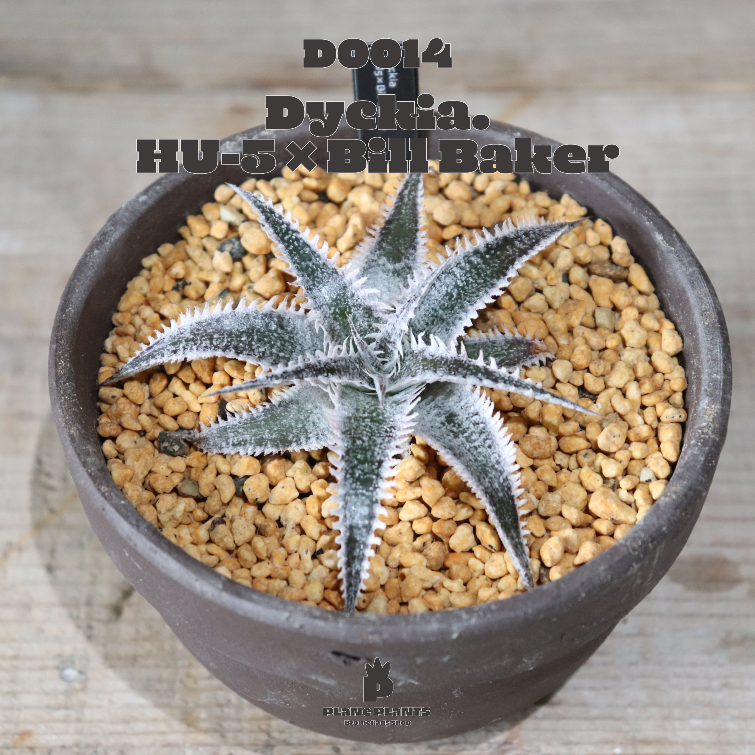 ディッキア ☆ Dyckia Samurai Bromeliad Cultivar Register (15405