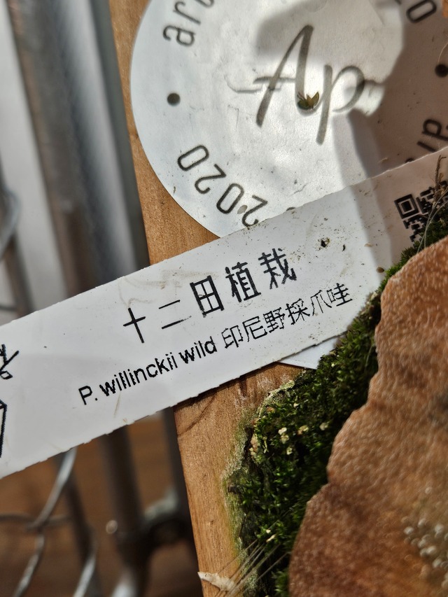 P.willinckii 印尼野採爪哇【artPLANTs/PLANTS GARAGE 】ビカクシダ/Platycerium