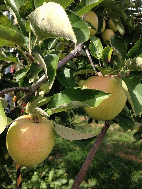 佐々木りんご園の『王林』　家庭用６ｋ