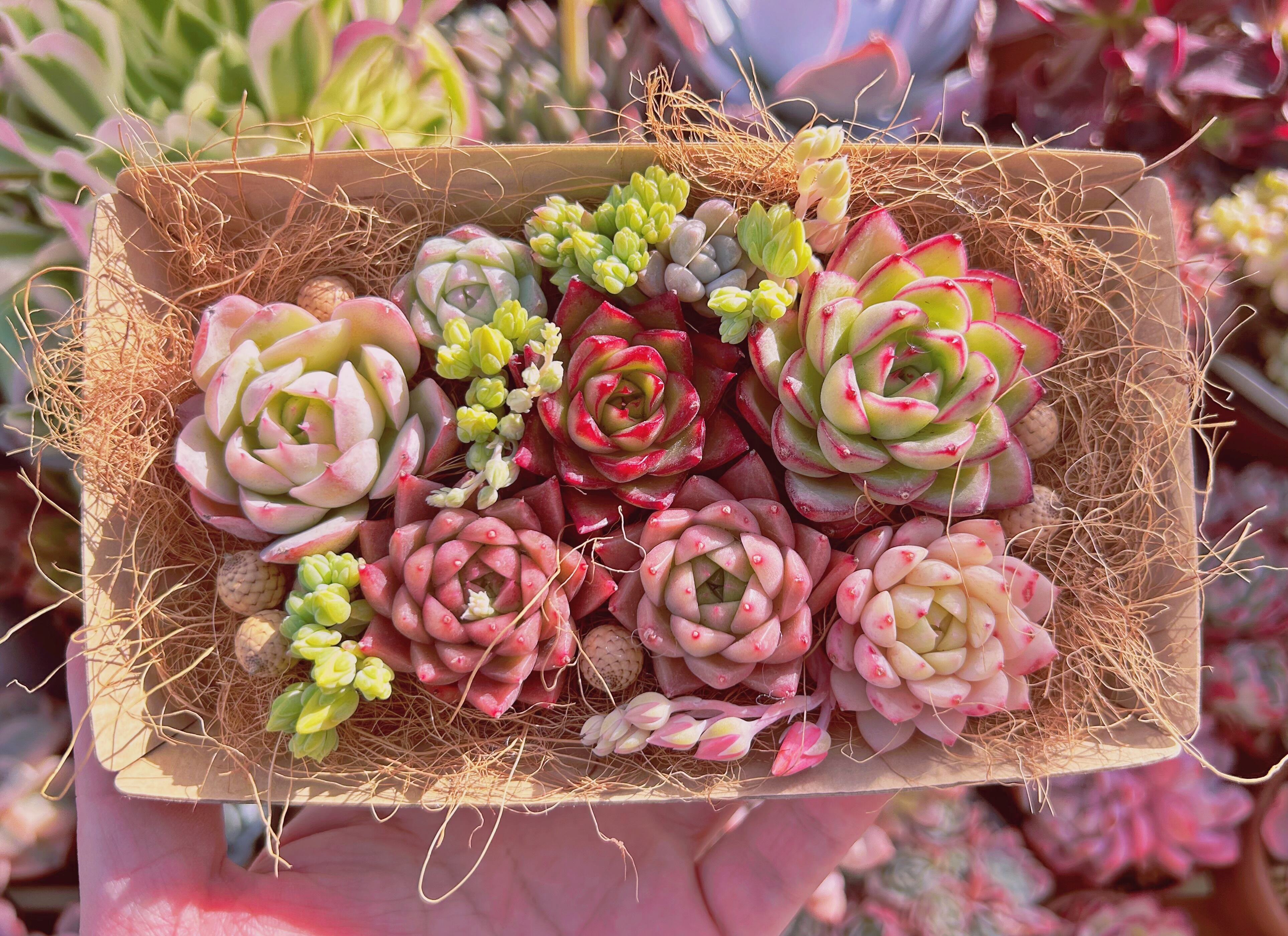 #307現物　多肉お弁当　トレーのまま発送