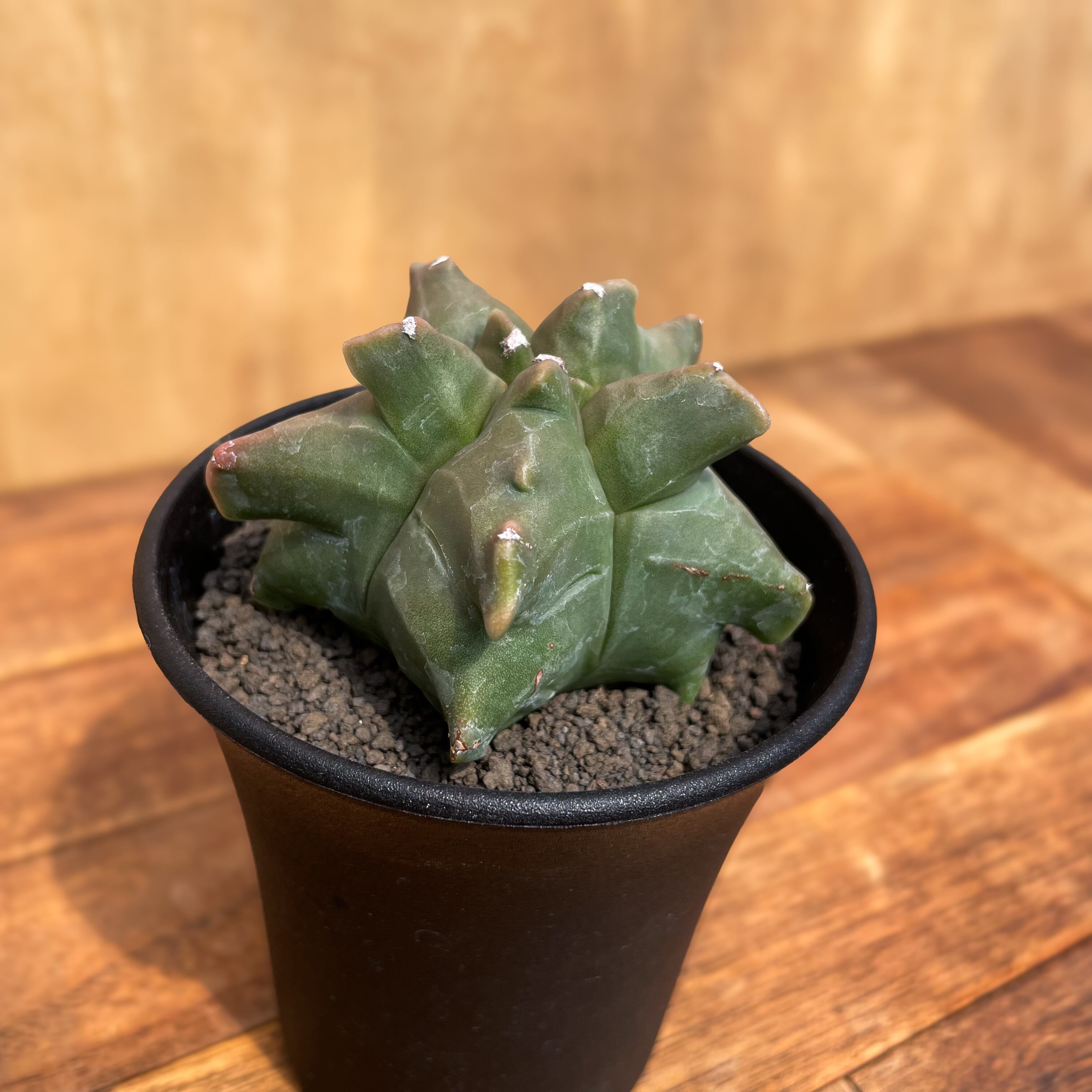 桃蓮玉 お花畑のとんぼ玉(ピンクG3S13-A18G3A29S22)玉のみ - とんぼ玉