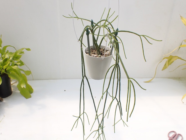 Rhipsalis grandiflora　３．５号　吊り鉢