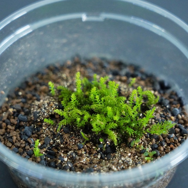 コバノチョウチンゴケ｜苔テラリウム作製用素材◆CPポット