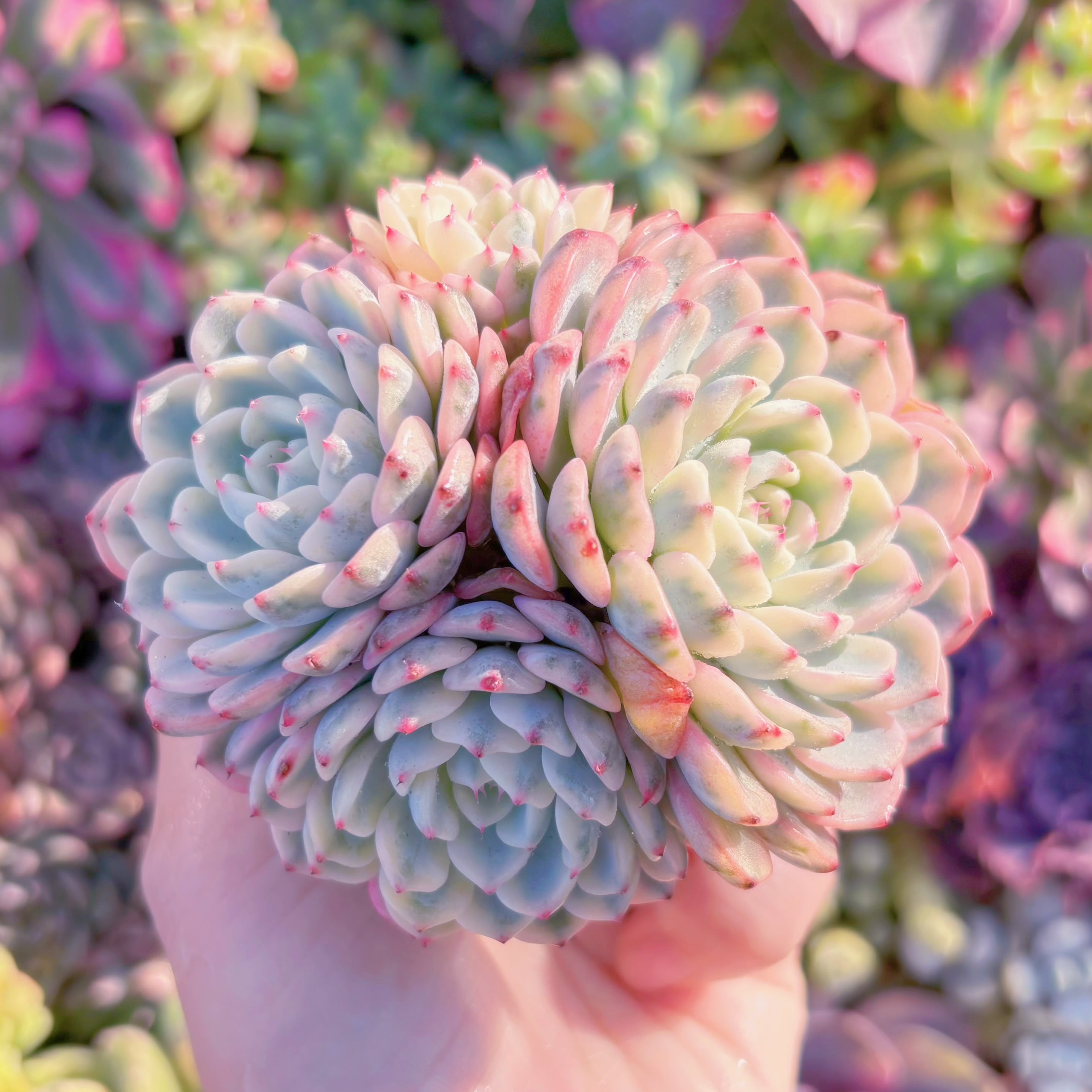 多肉植物　ホワイトミニマ錦　群生　新入荷　るる農園