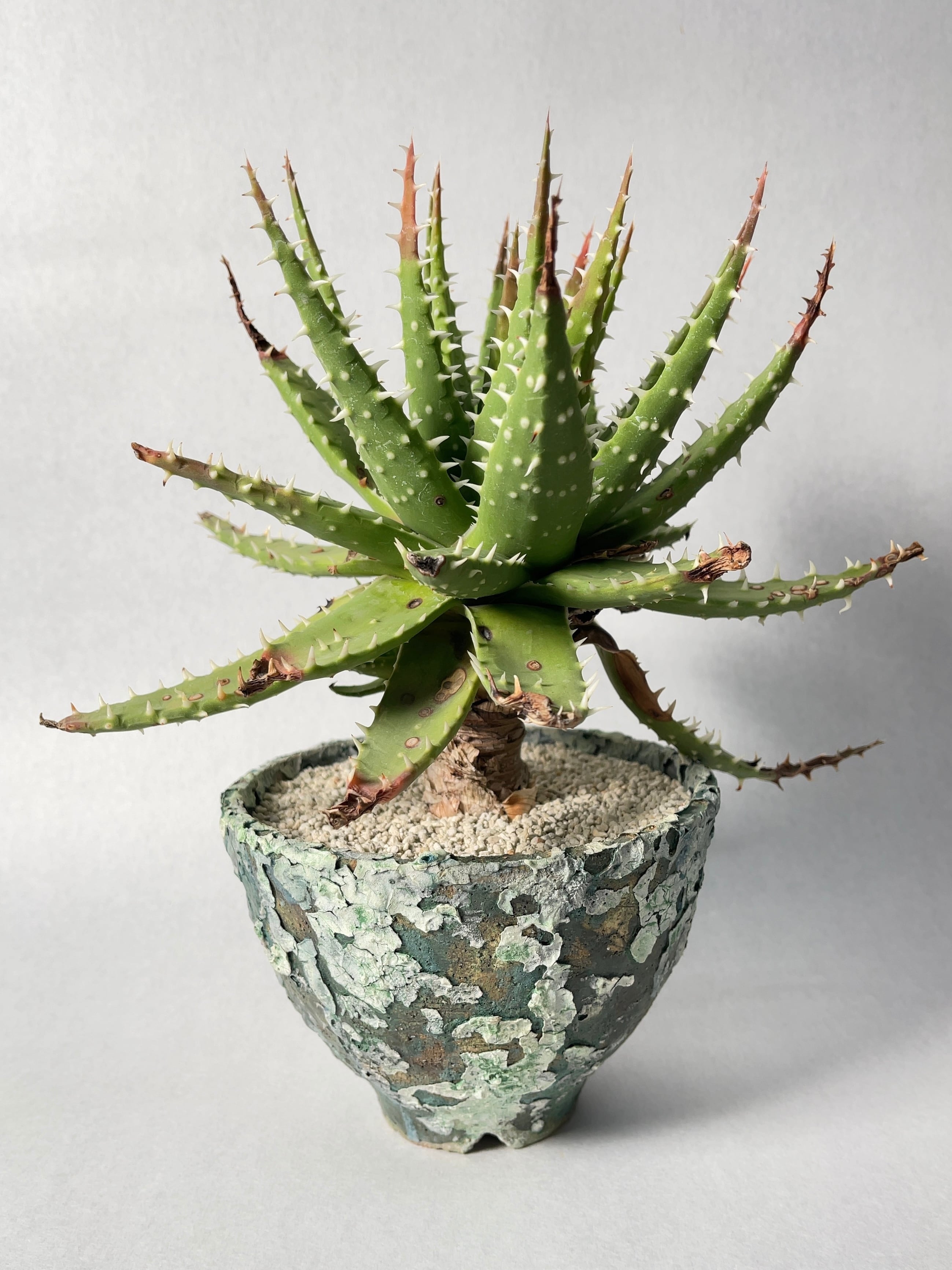 アロエ・エリナケアhyb. | trigger