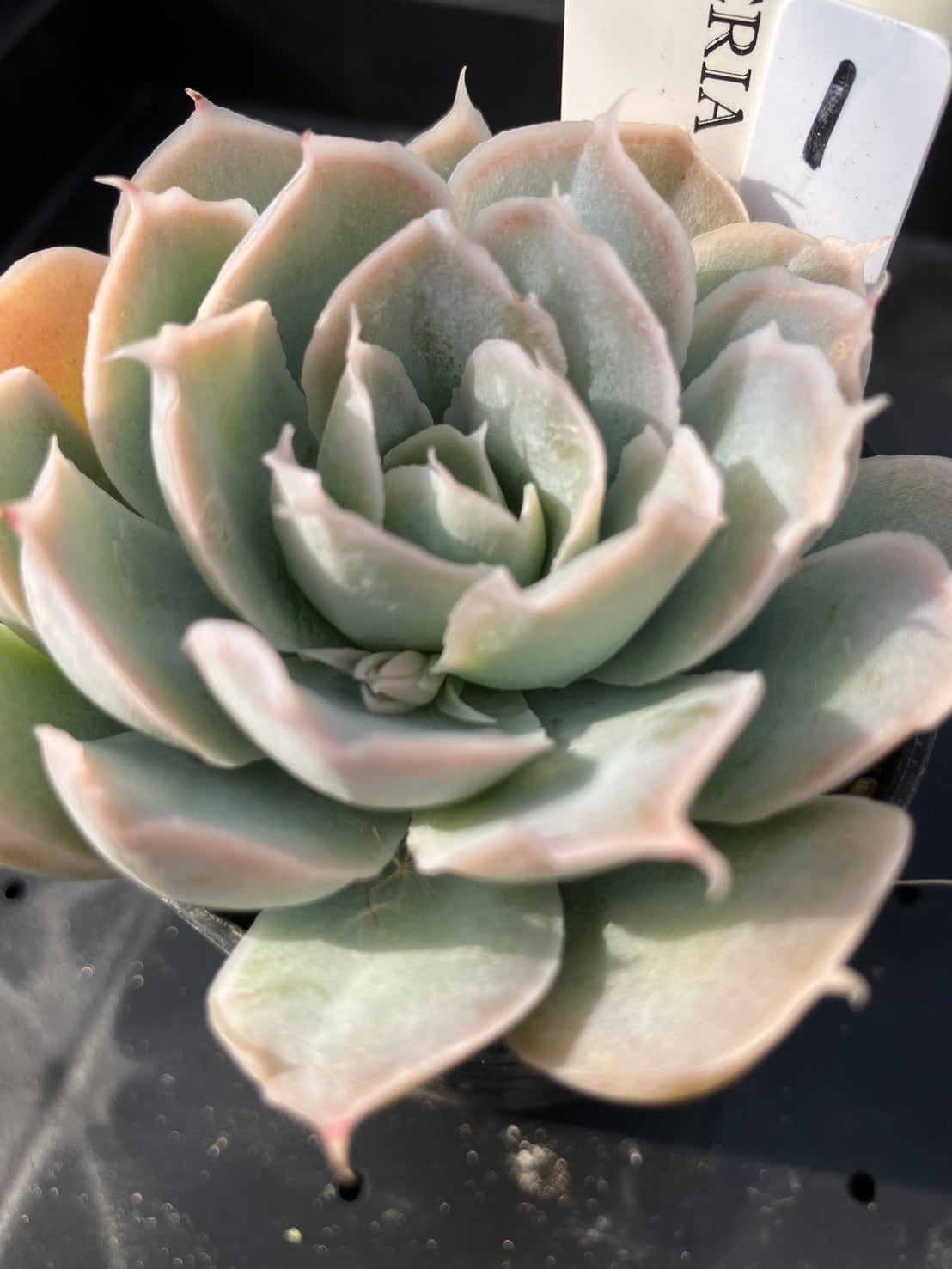 現物商品】simulans Bustamante ① | 多肉植物研究所