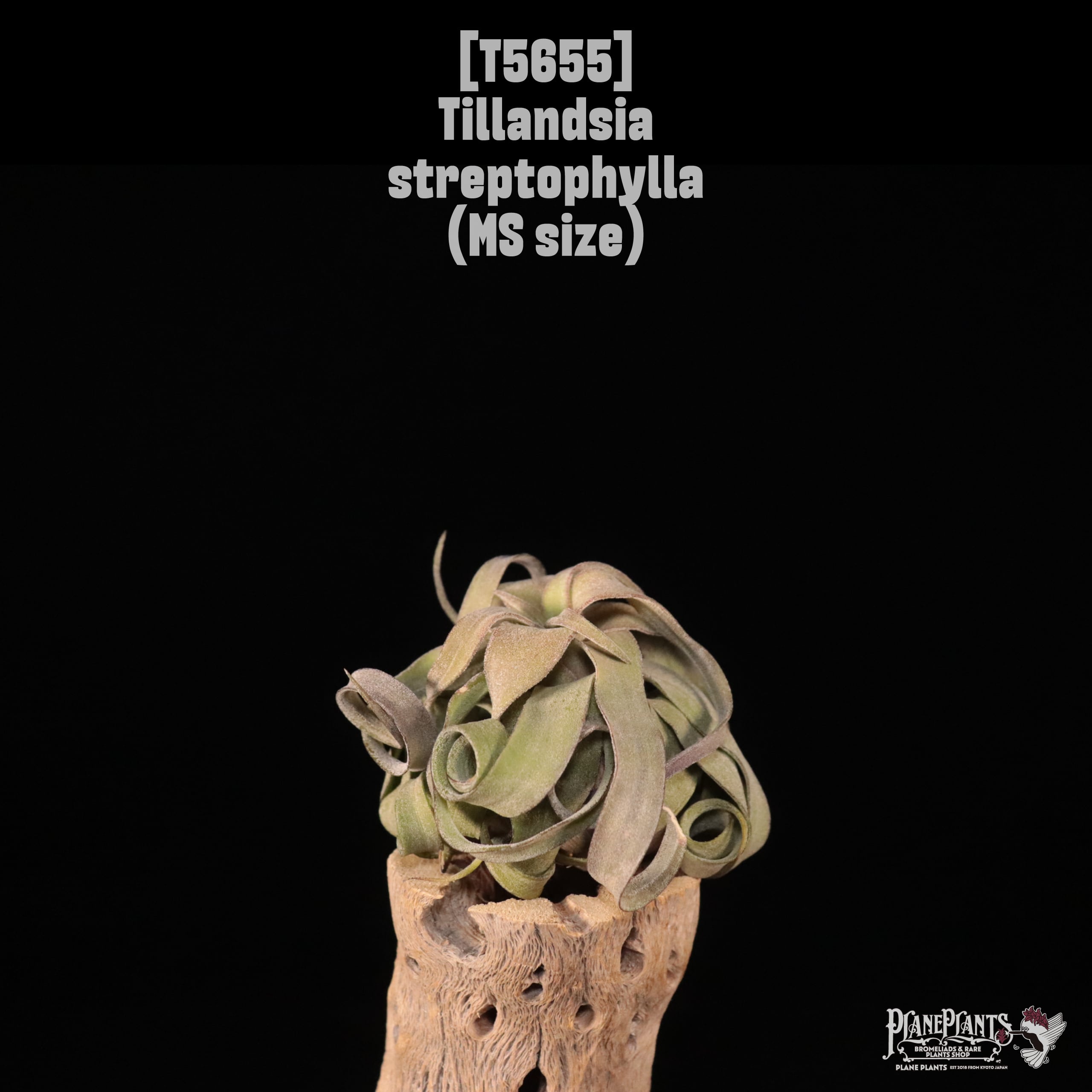 【reserved】streptophylla MS〔エアプランツ〕現品発送T5655