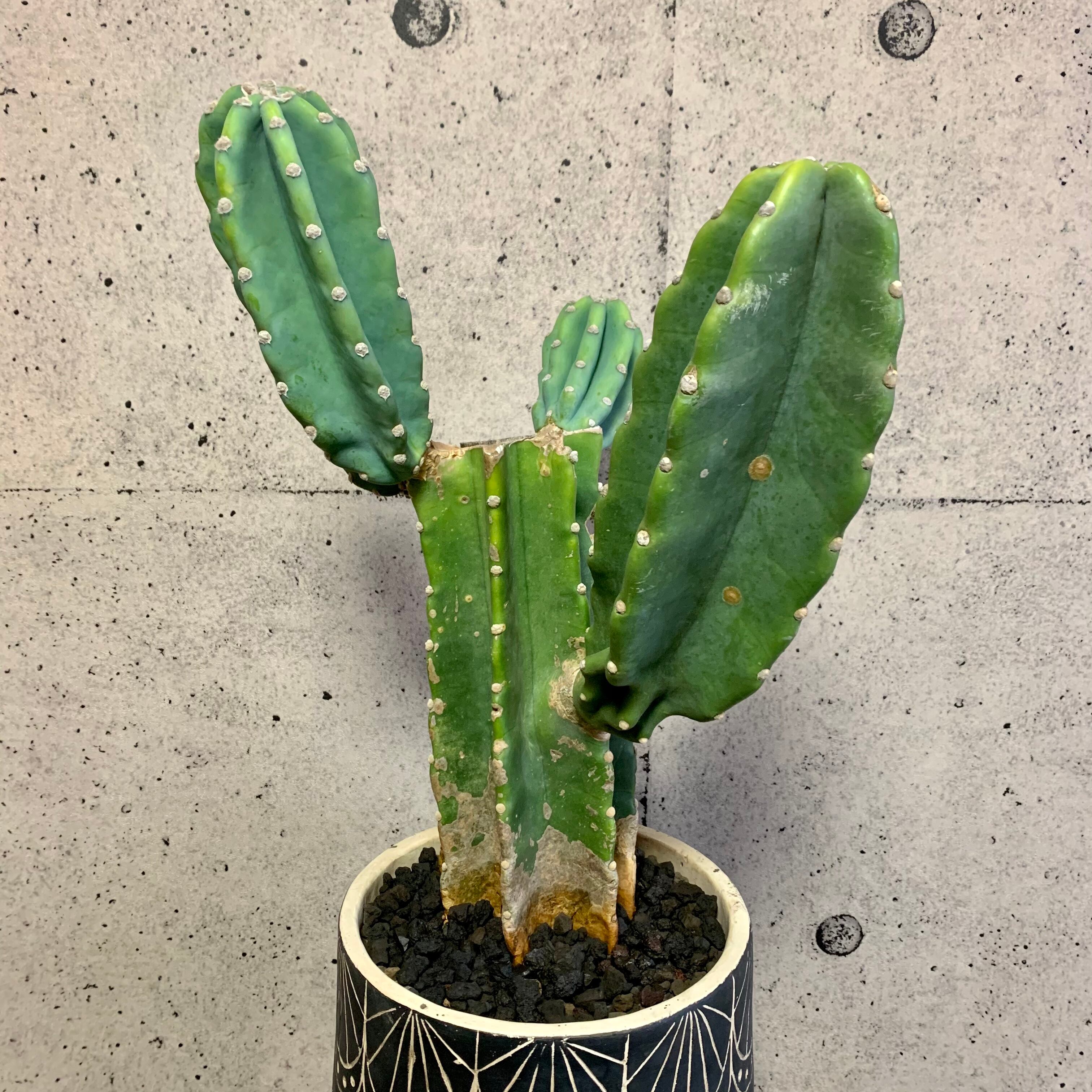 柱サボテン ブランチ 鬼面角 Planet Plants プラネットプランツ 柱サボテン ブランチ 鬼面角 Planet Plants プラネットプランツ