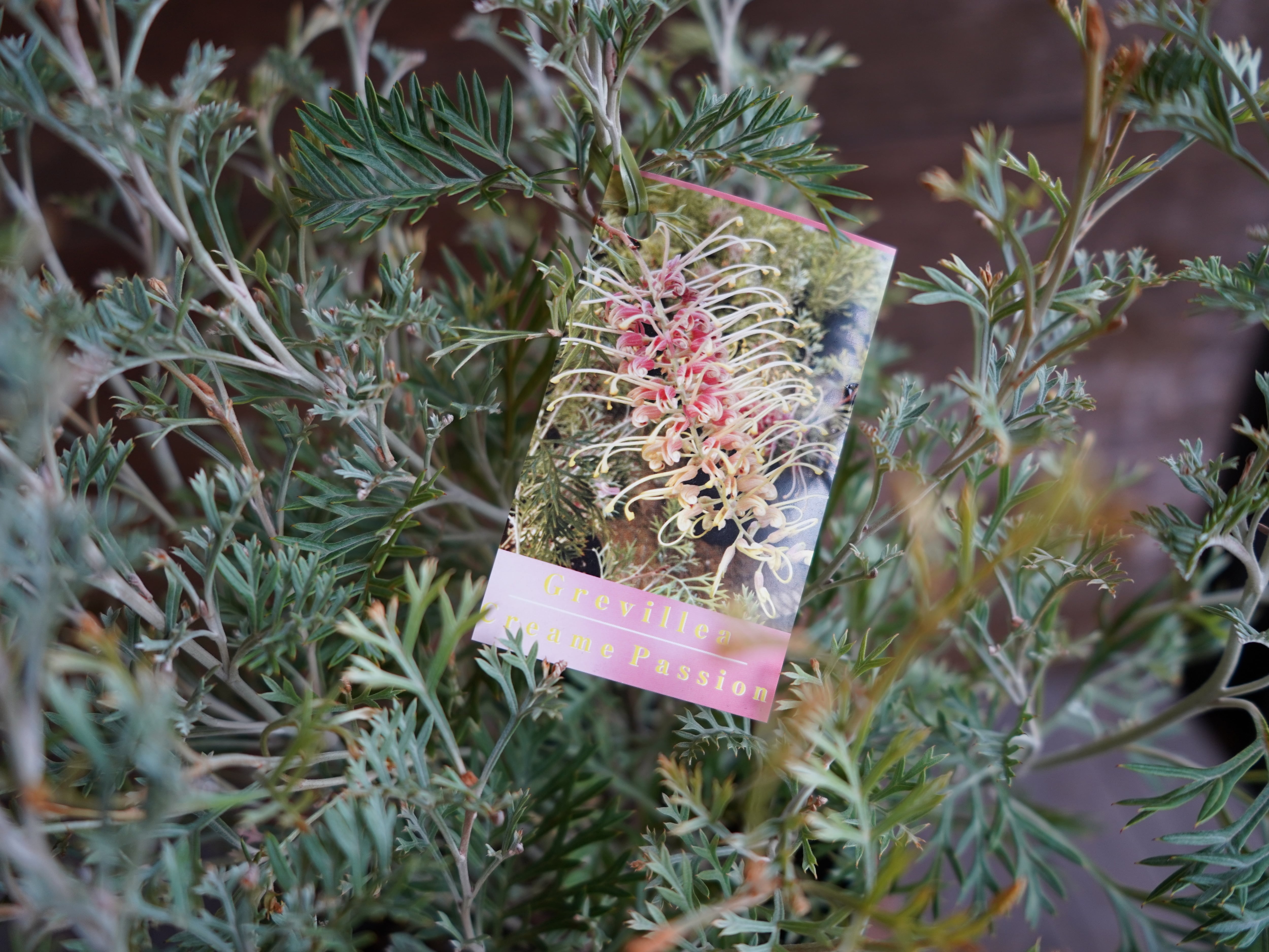 【現物】グレビレア ”クリームパッション” A