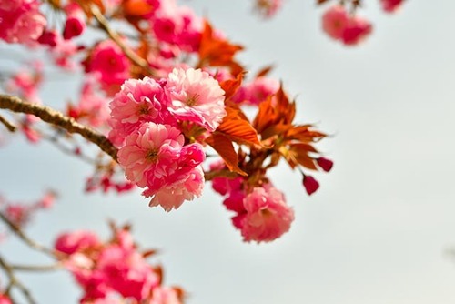 新倉山浅間公園の桜 01