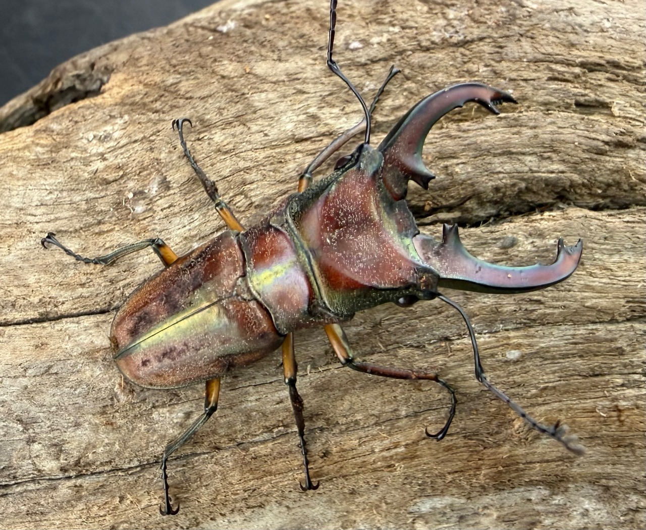 【WD】《ズベールホソアカ マラグサン産 41.5mm ペア》