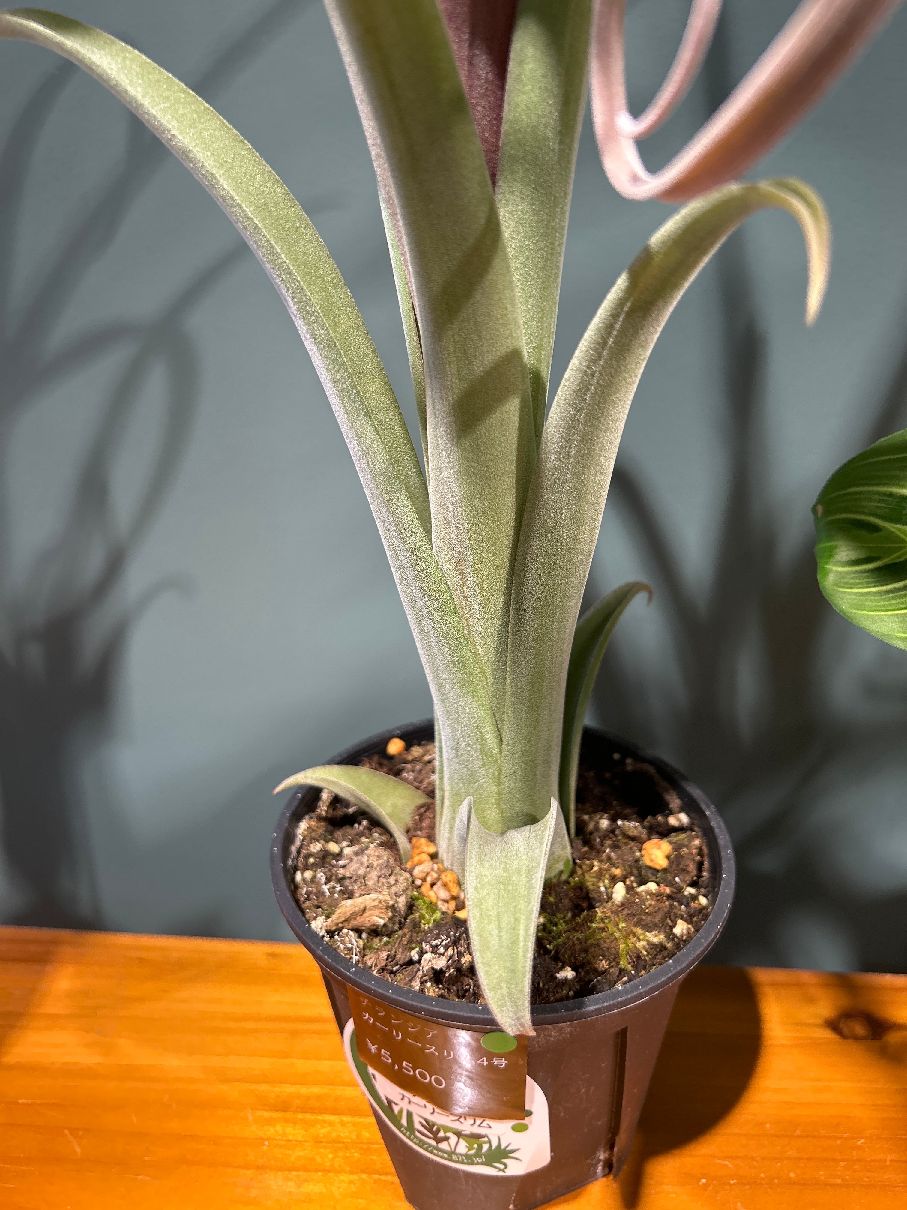 チランジア カーリースリム4号 大 | 植物との暮らし apricot