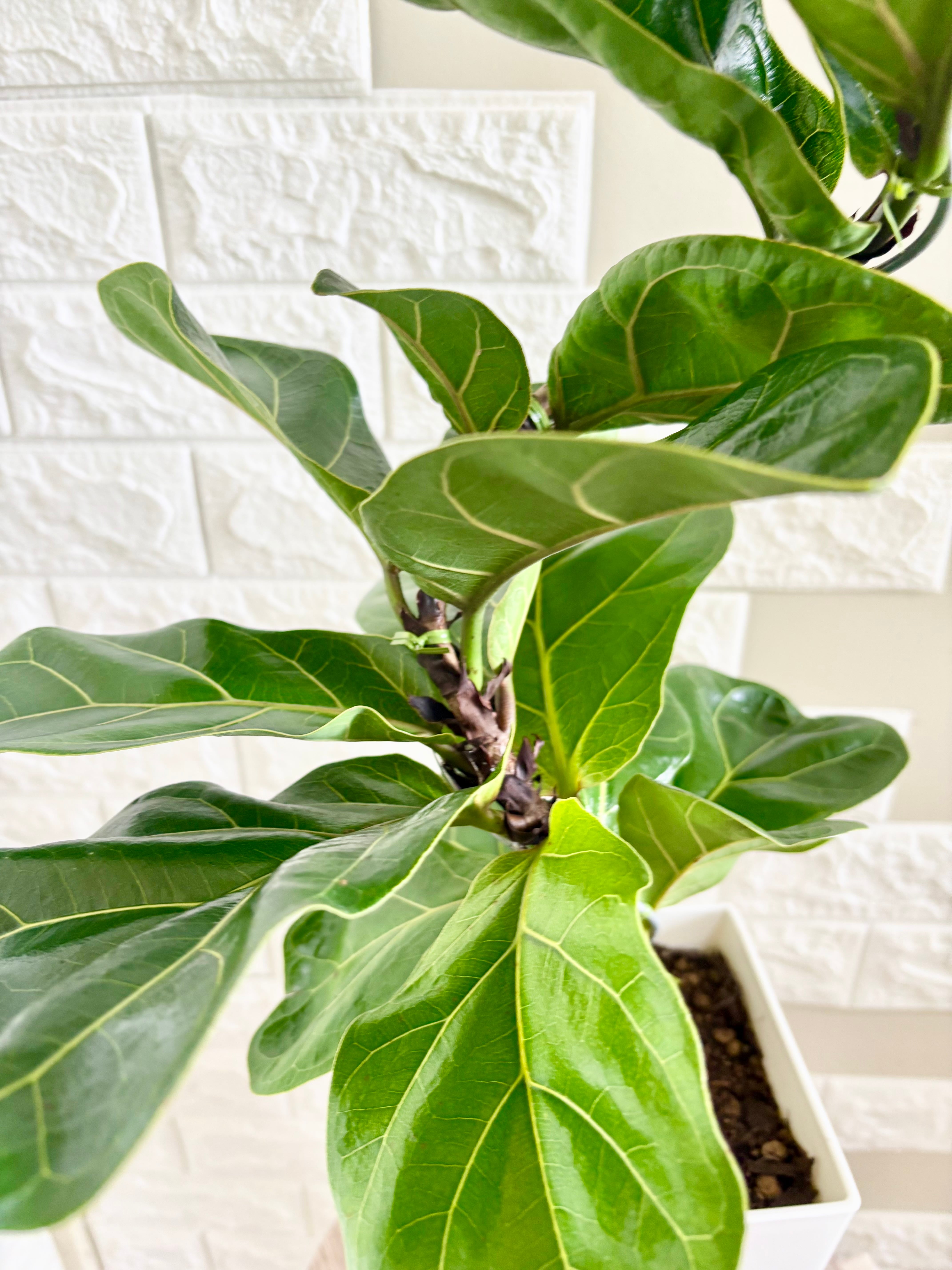 現品】フィカスバンビーノ 曲がり樹形 6号鉢 観葉植物 | 観葉植物のお