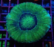 【現地買付】Scolymia "Unique"Green